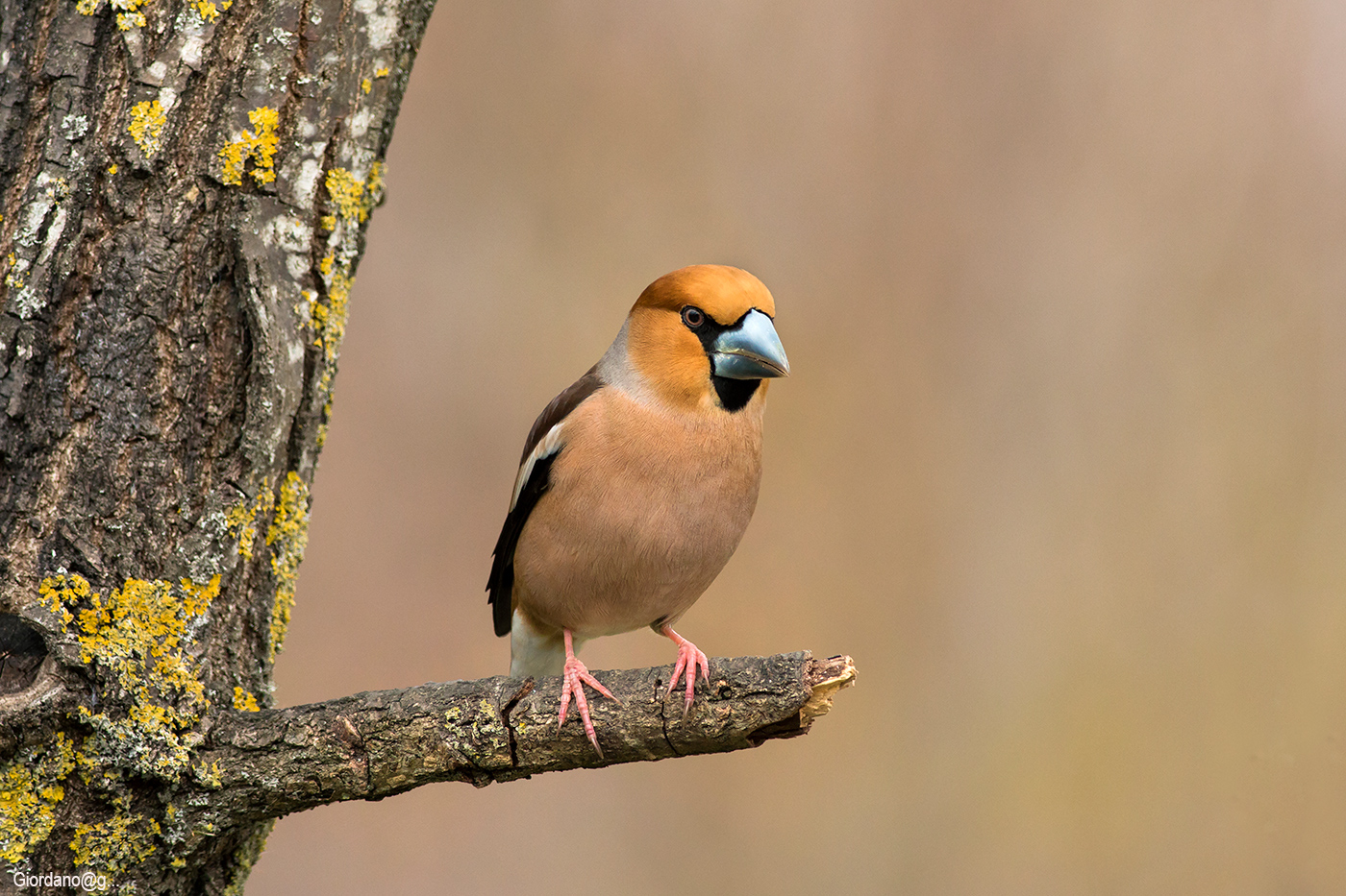 "Il solito Frosone "