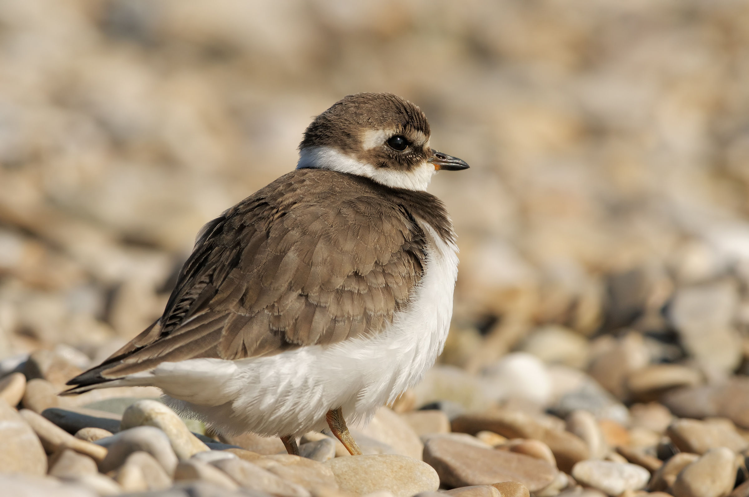 Ringed Plover (Charadrius hiaticula)
