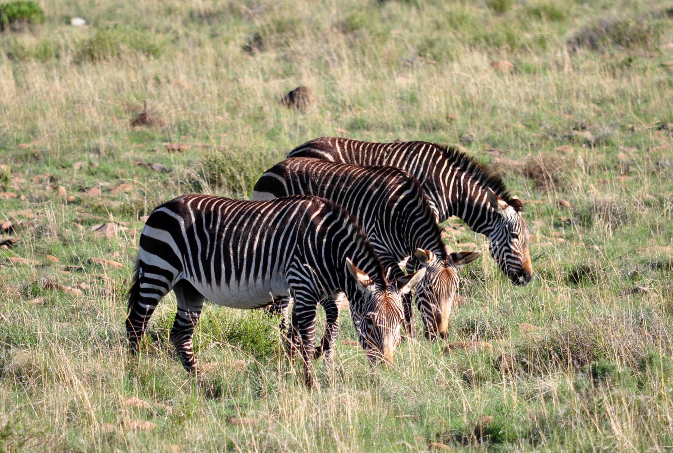 mountain zebra