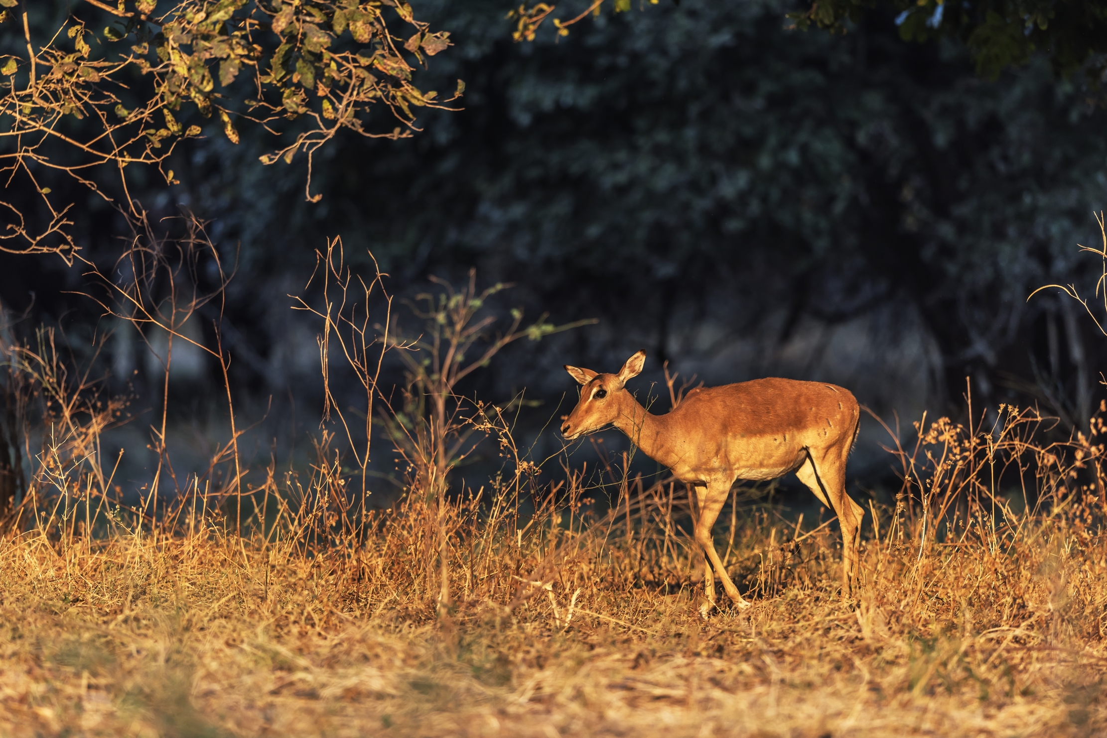 Zambia 2015 - Impala