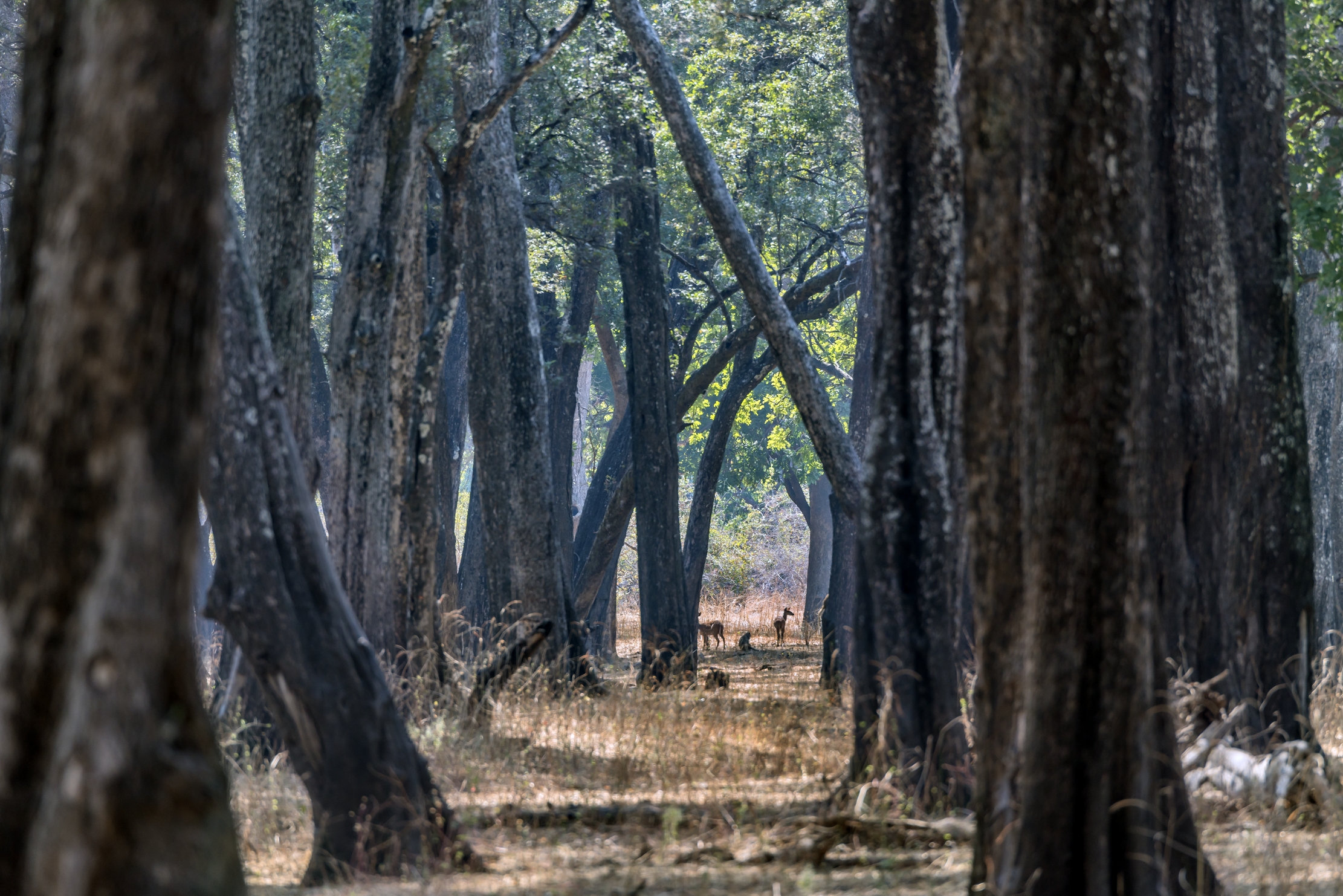 Zambia 2015 - Foresta di mogano