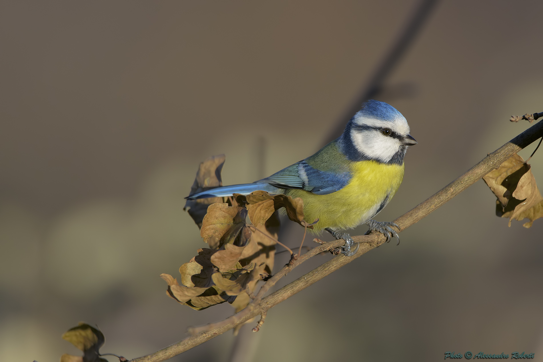 Blue Tit (Cyanistes caeruleus)