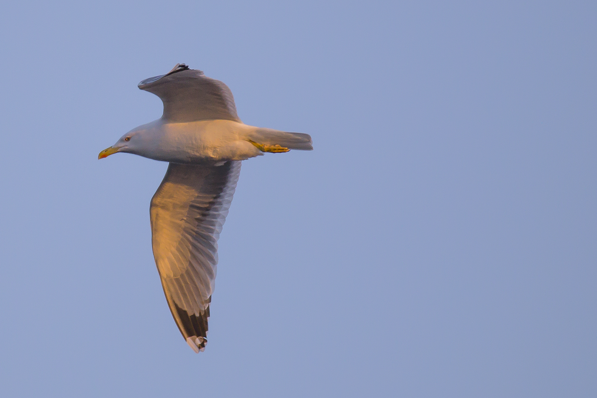 Gabbiano Reale (Larus michahellis)