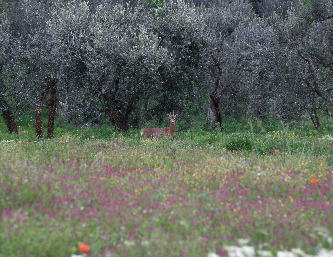 erba fresca di primavera..