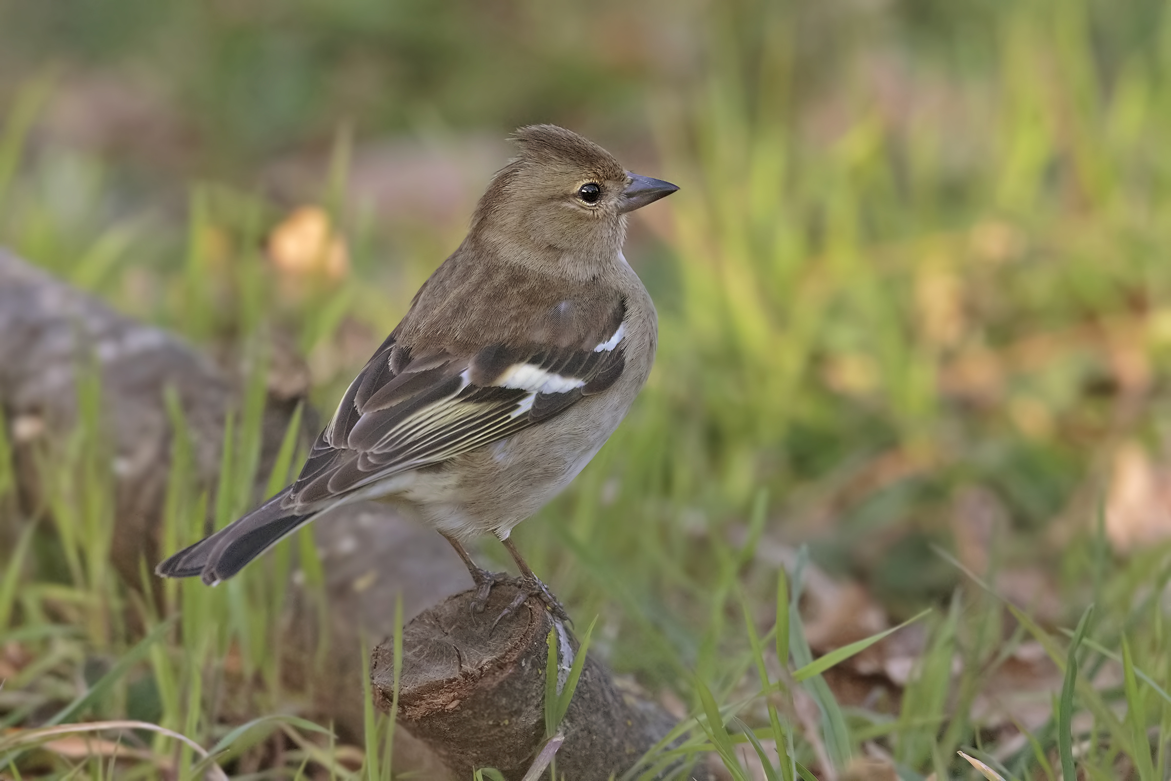 sissy of Chaffinch