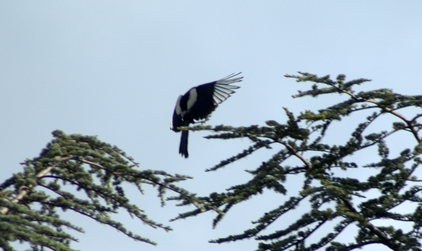 Magpie landing