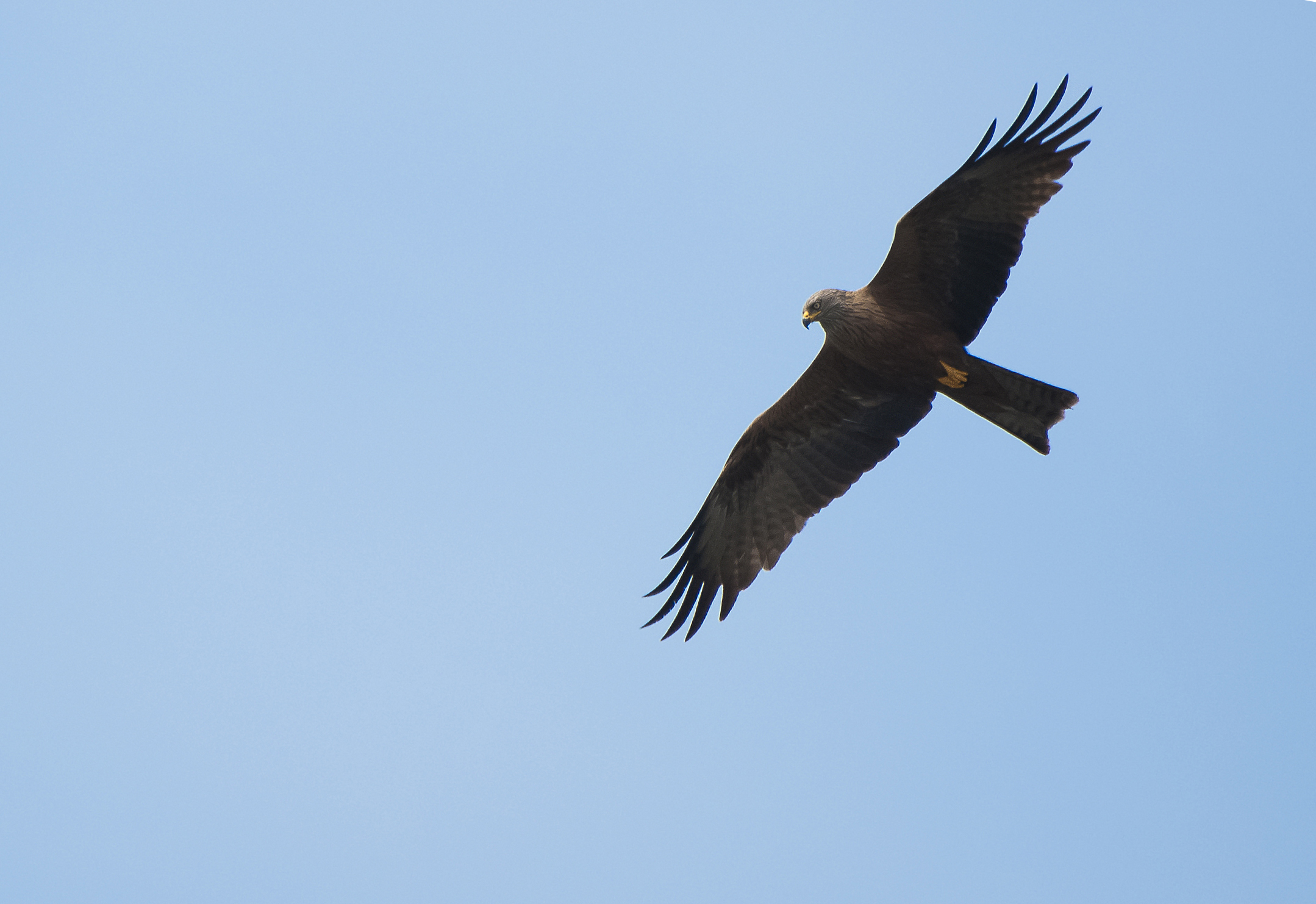 Mr. Nibbio ... (Supermegacropssss)