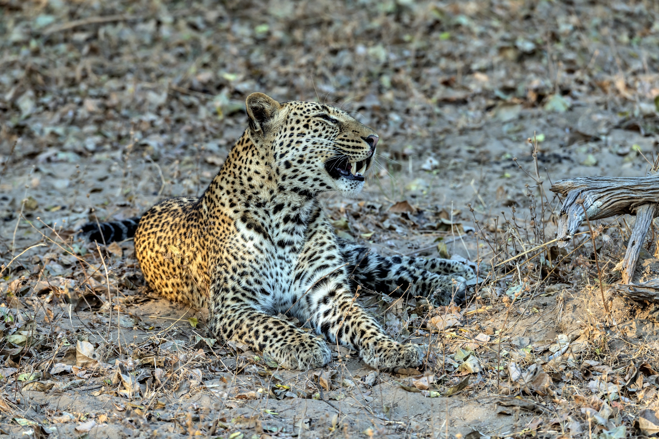 Zambia 2015 - Leopard