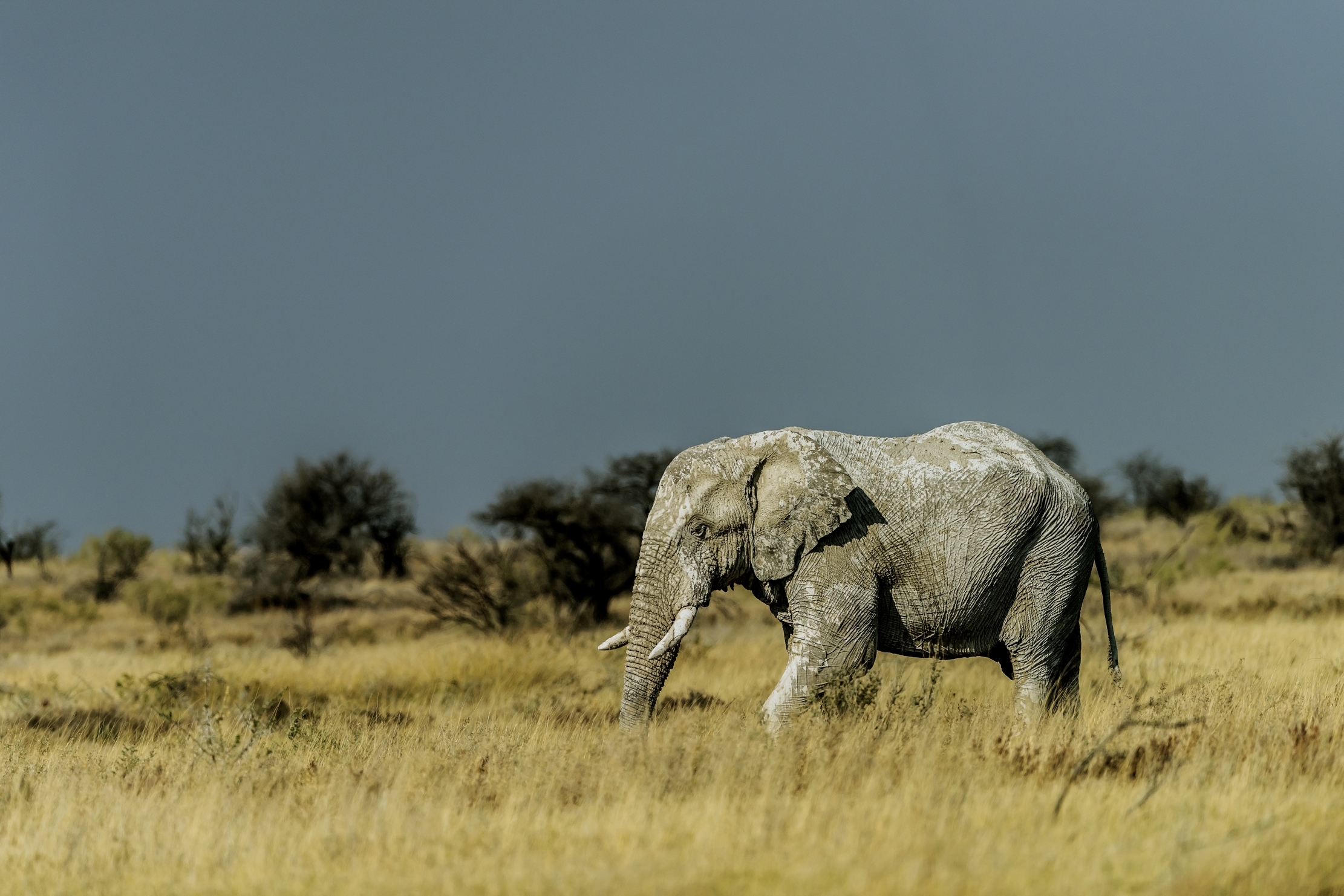 Etosha - Elefante