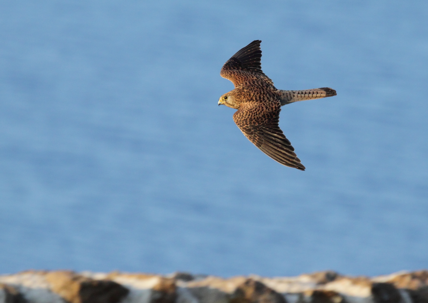 kestrel