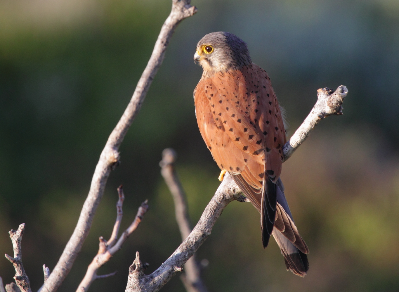 kestrel
