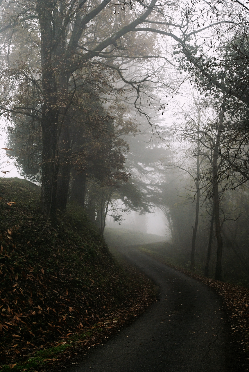 Strada nel bosco