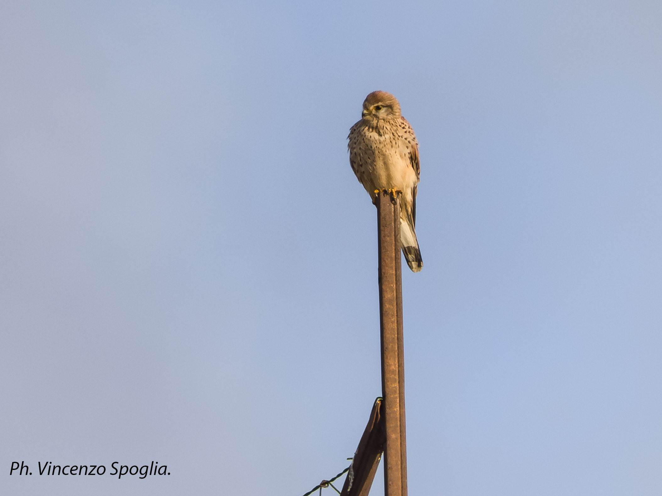 I think it's a kestrel