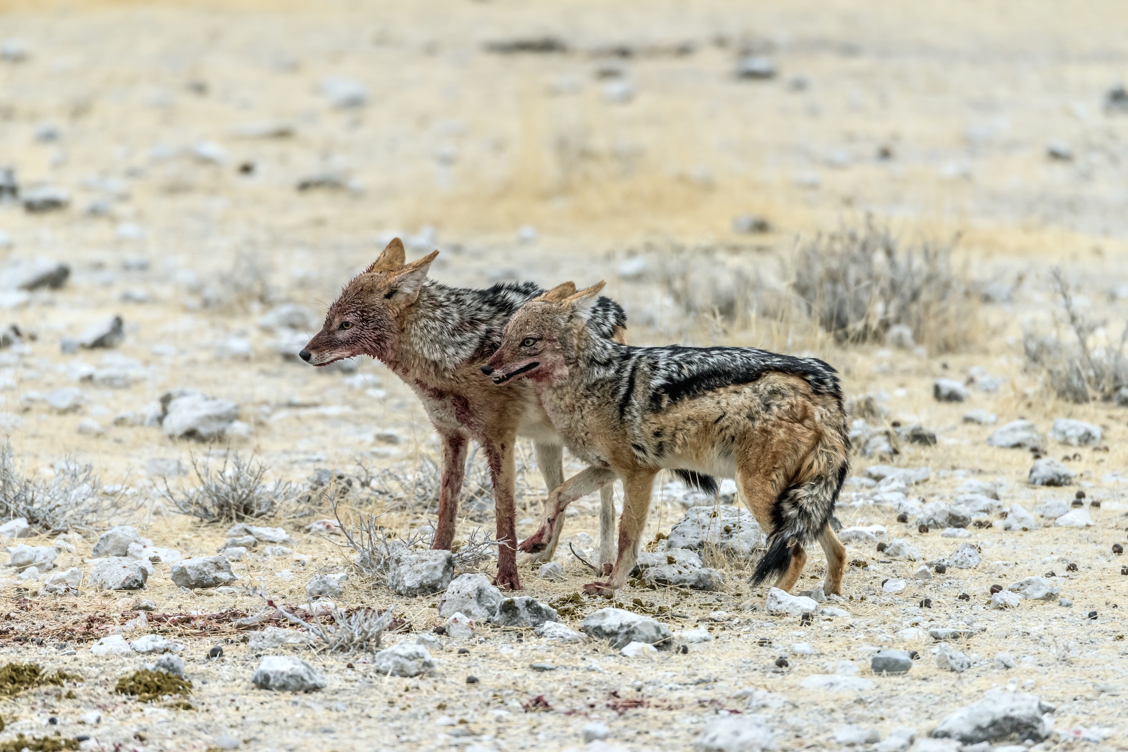 Etosha - Coppia
