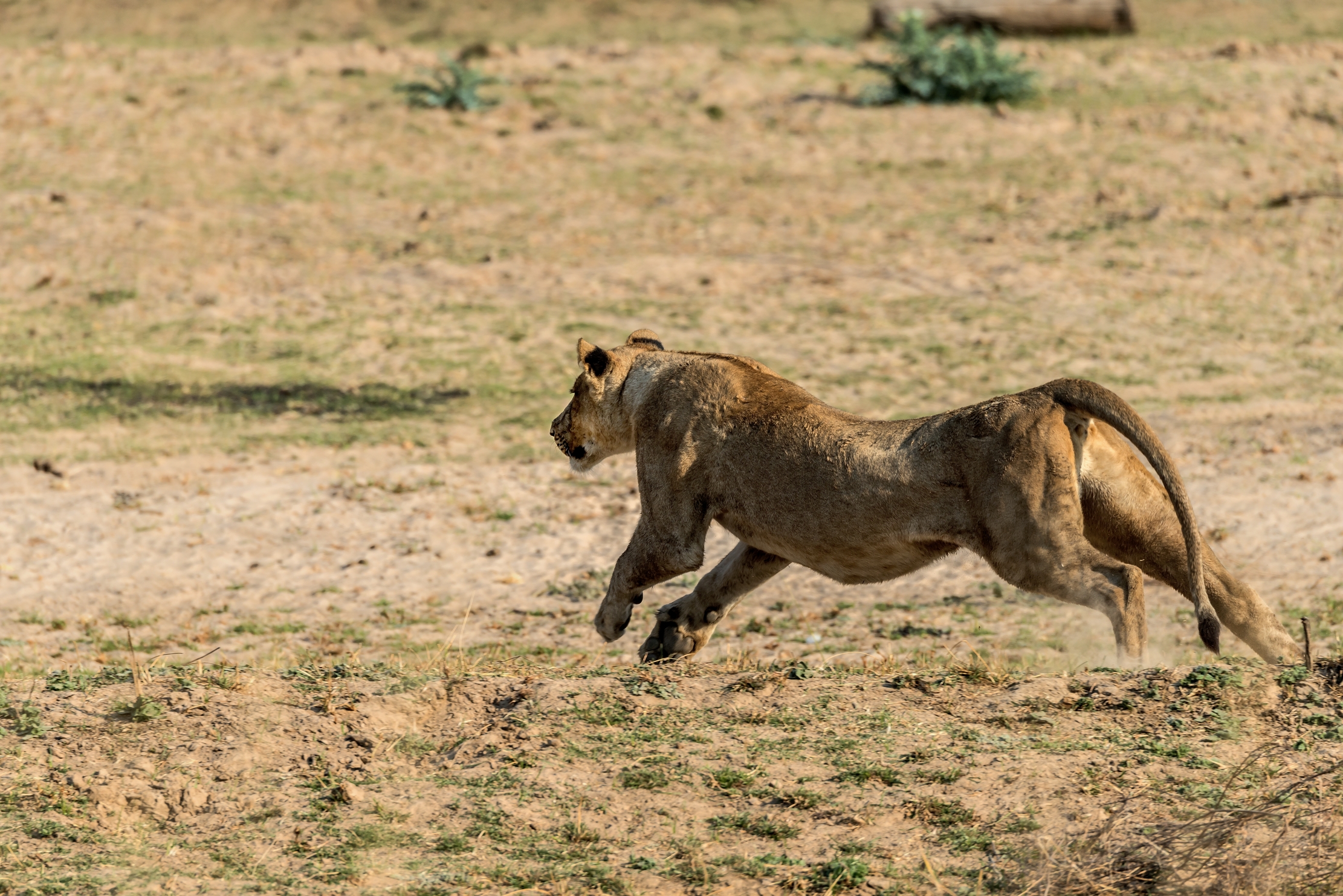 Zambia 2015 - Lo scatto