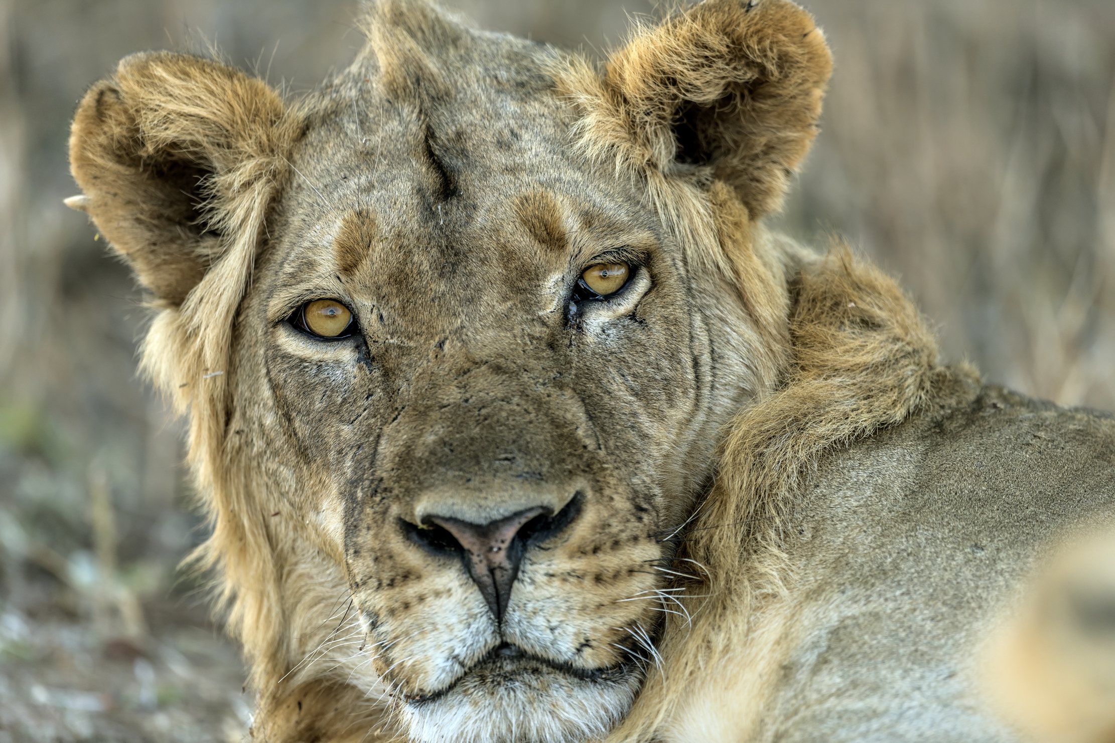 Zambia 2015 - Sguardo