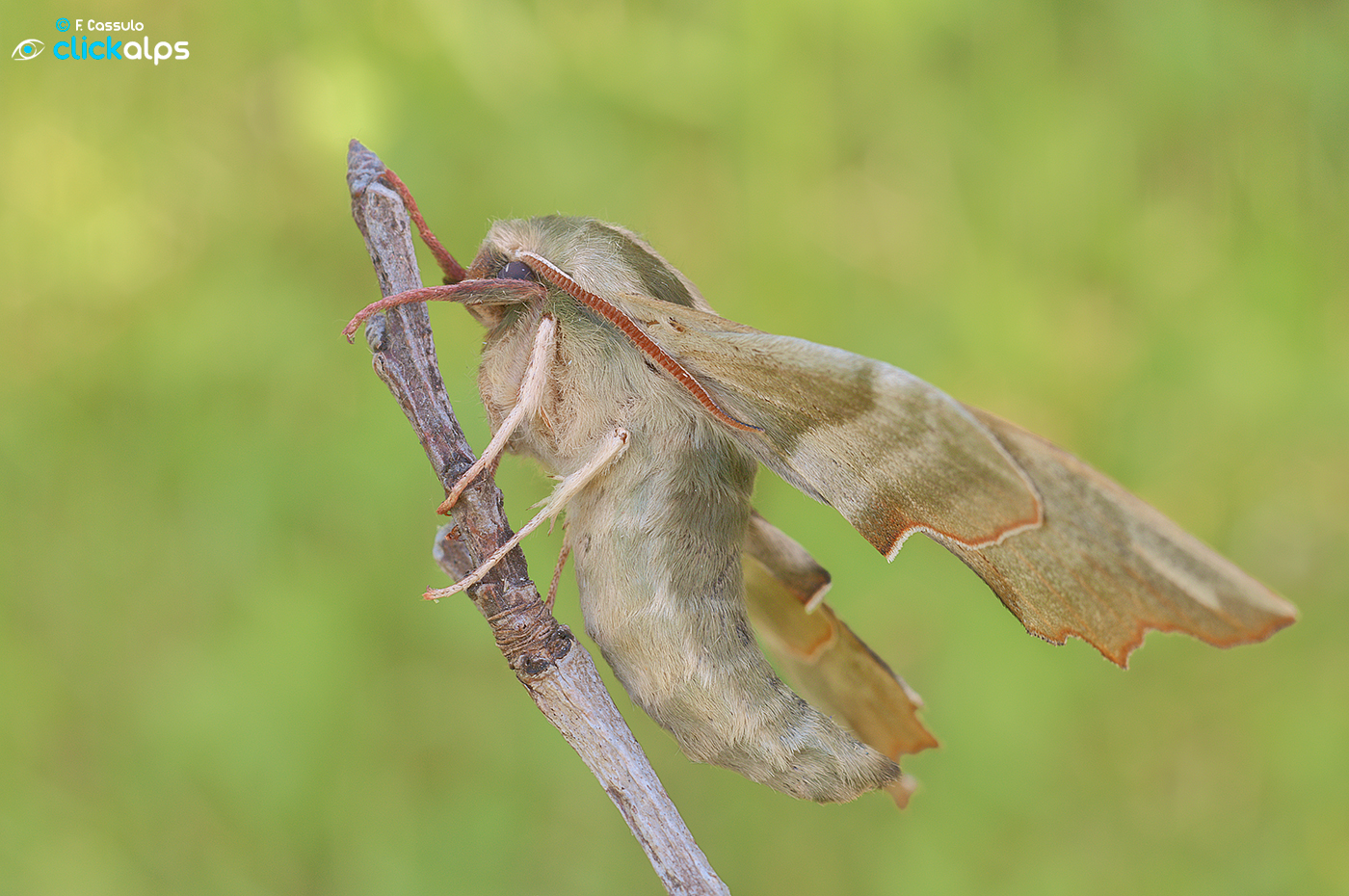 Mimas tiliae (Linnaeus, 1758)