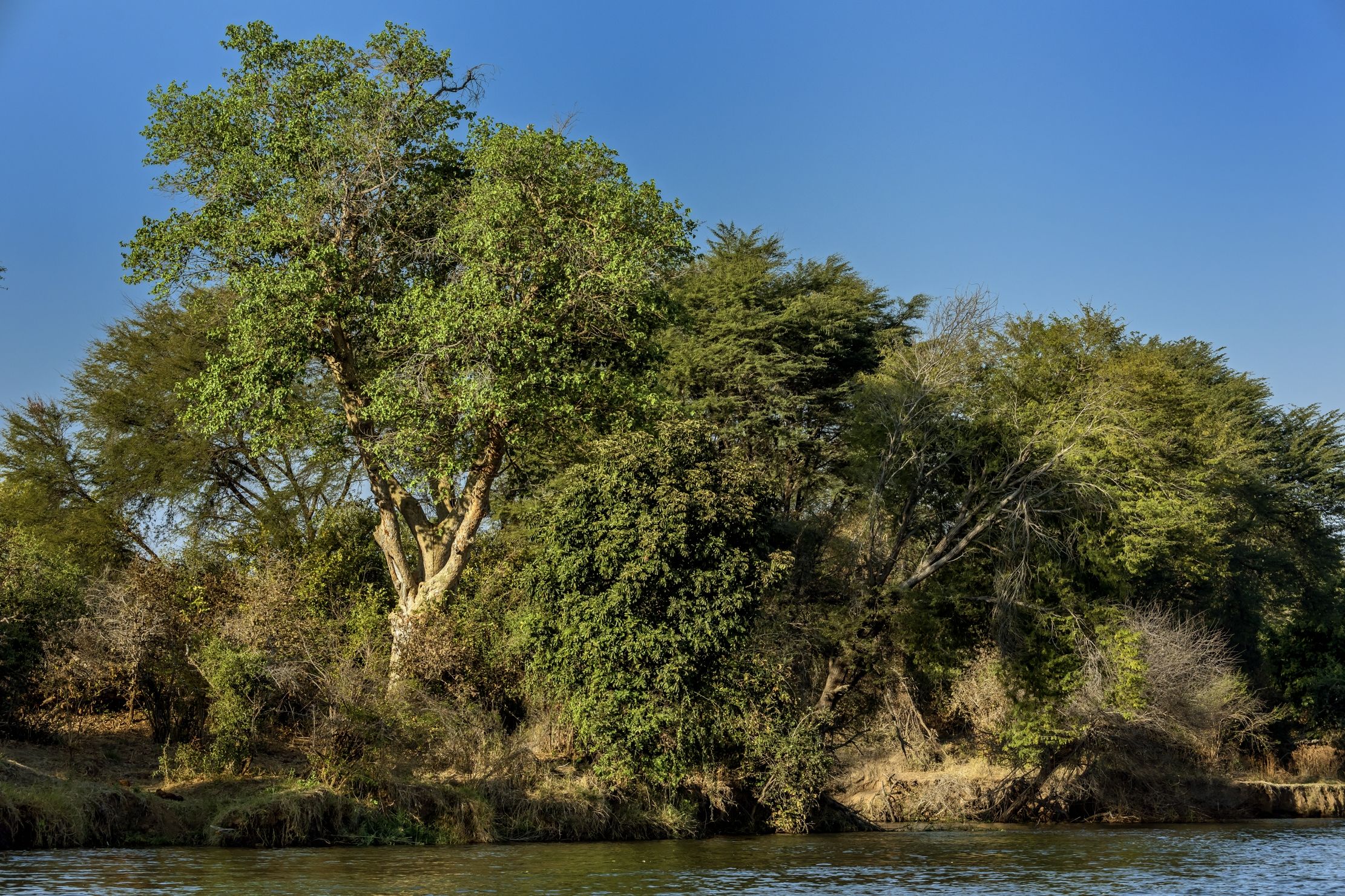 Zambia 2015 - Zambesi river