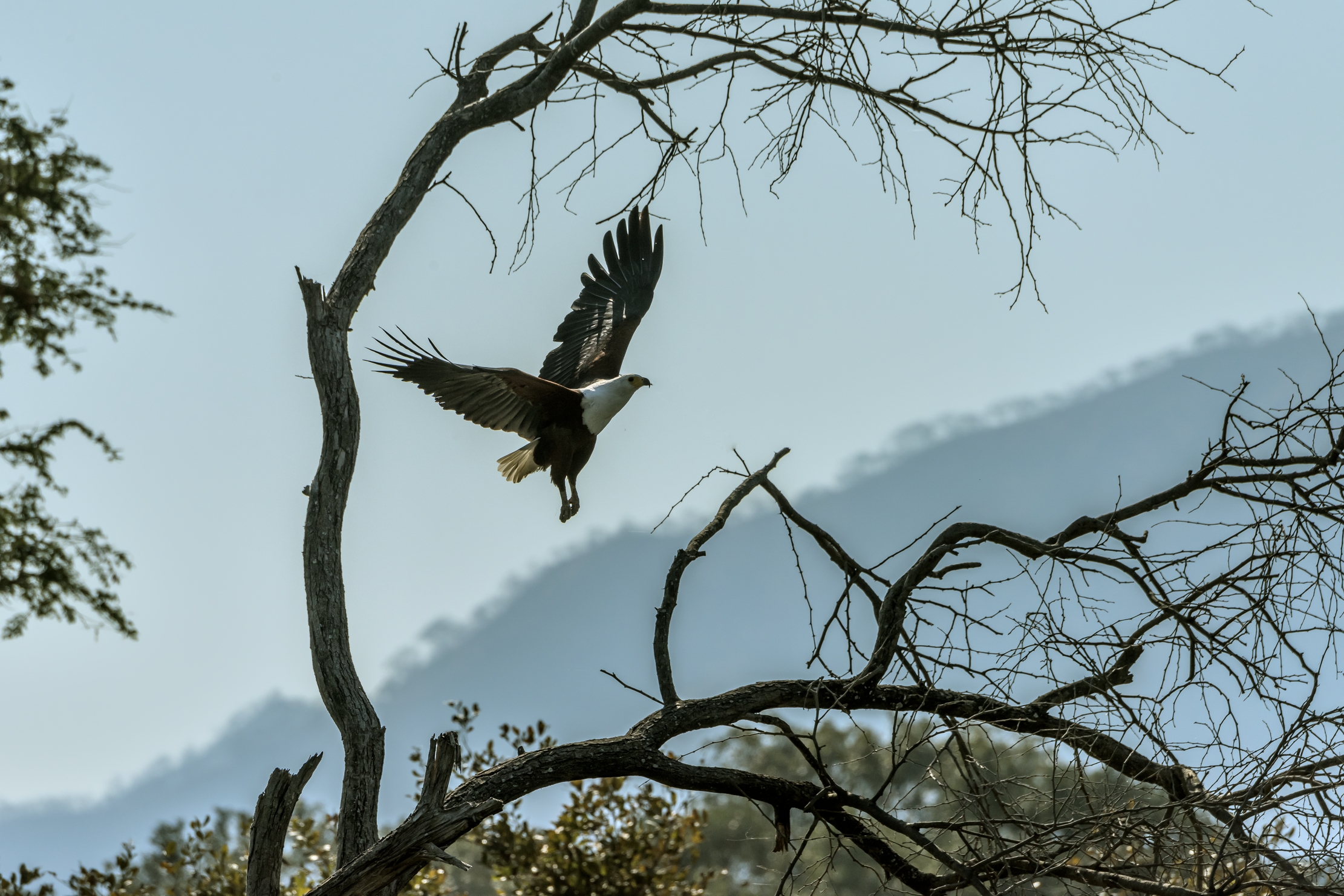 Zambia 2015 - Fish eagle