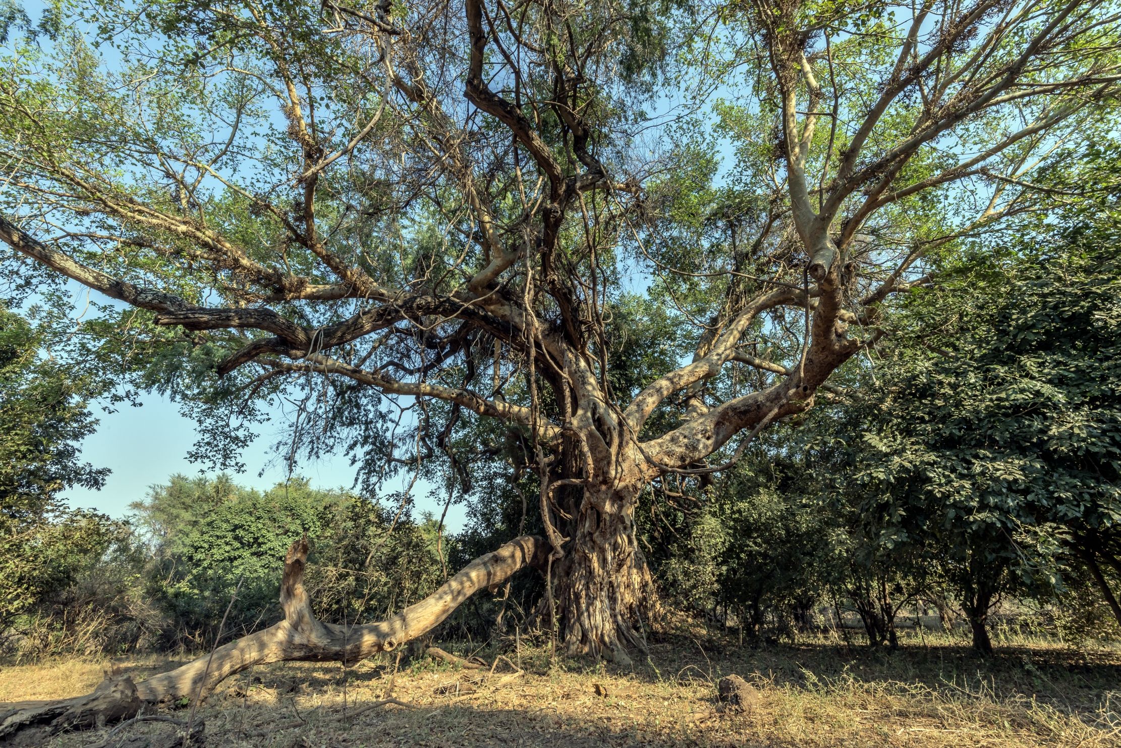 Zambia 2015 - Baobab