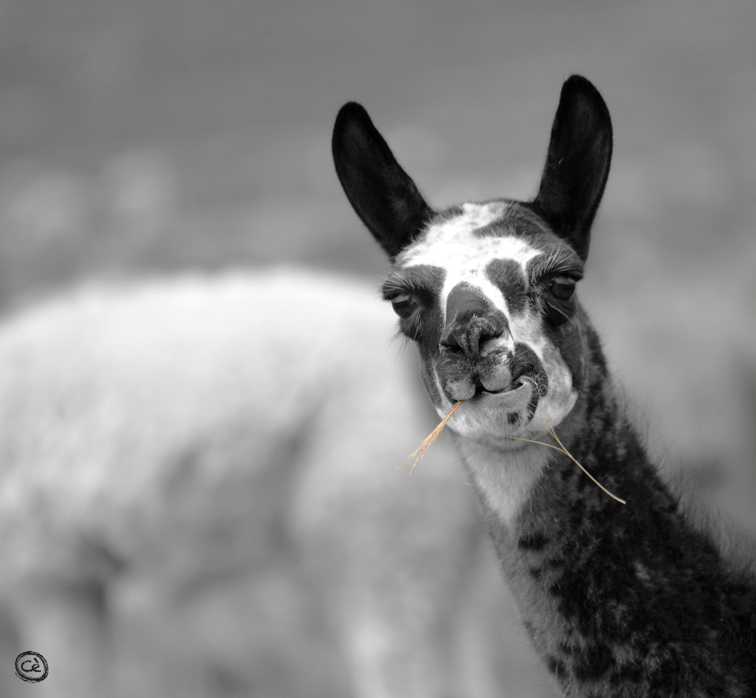 Lama