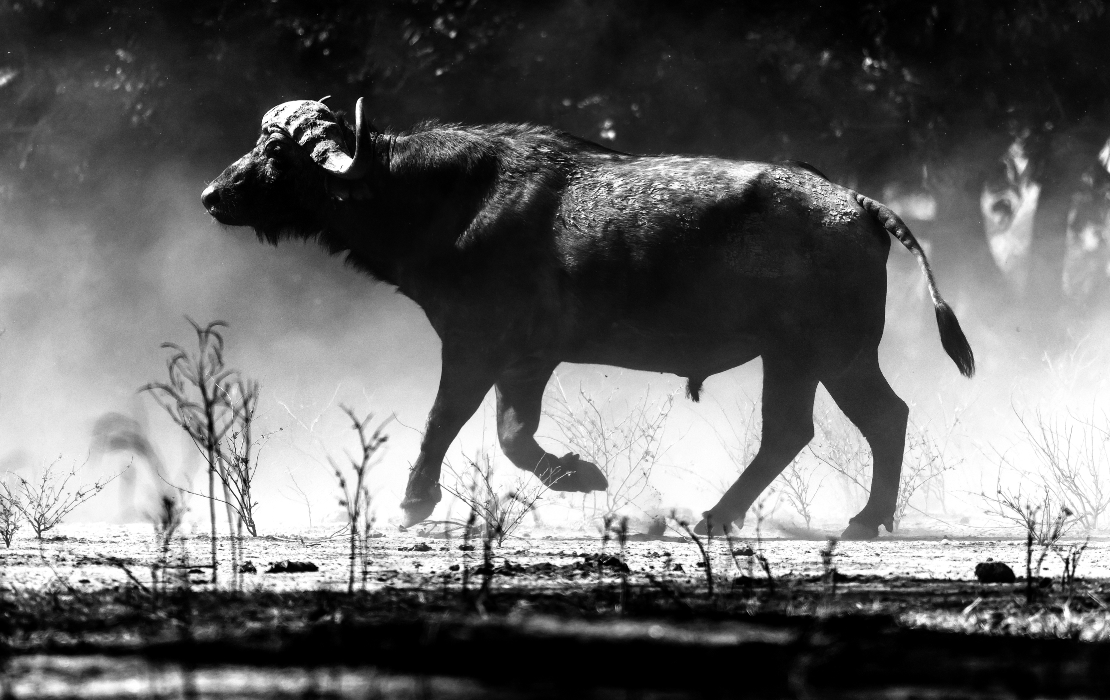 Zambia 2015 - ...imbufalito..B&W