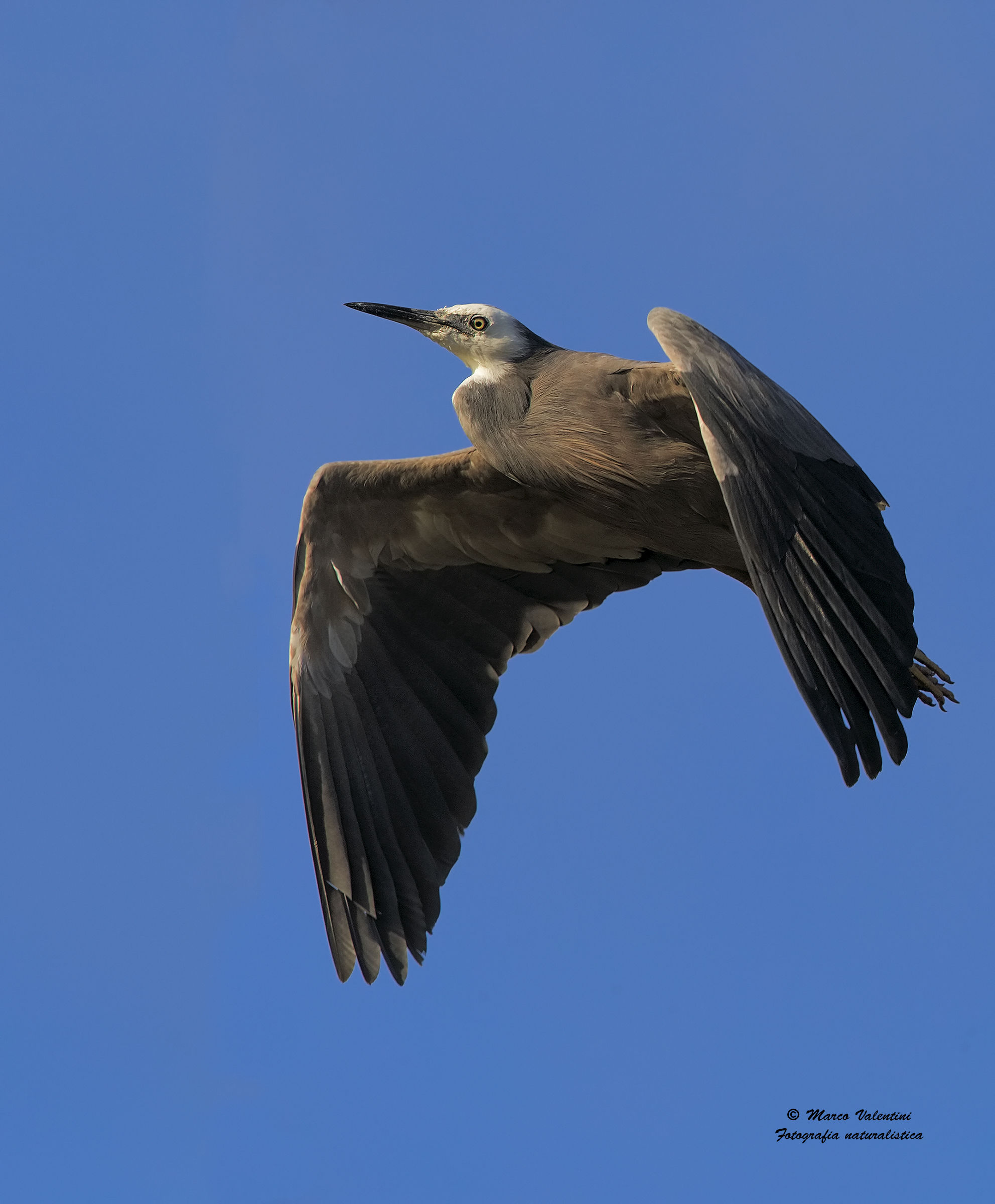 White-faced heron