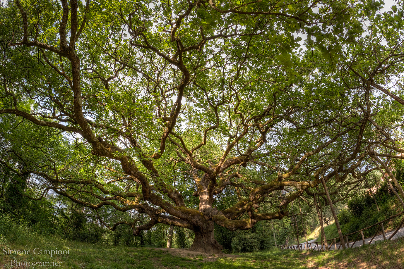 Quercia di Pinocchio