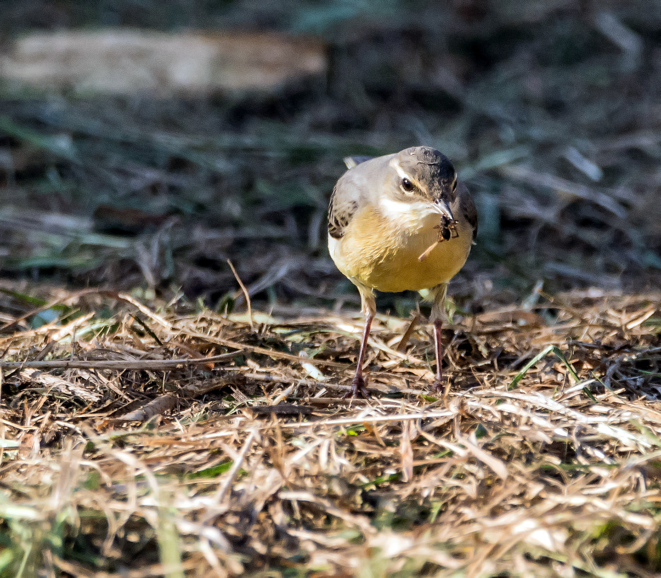 Yellow Wagtail with prey