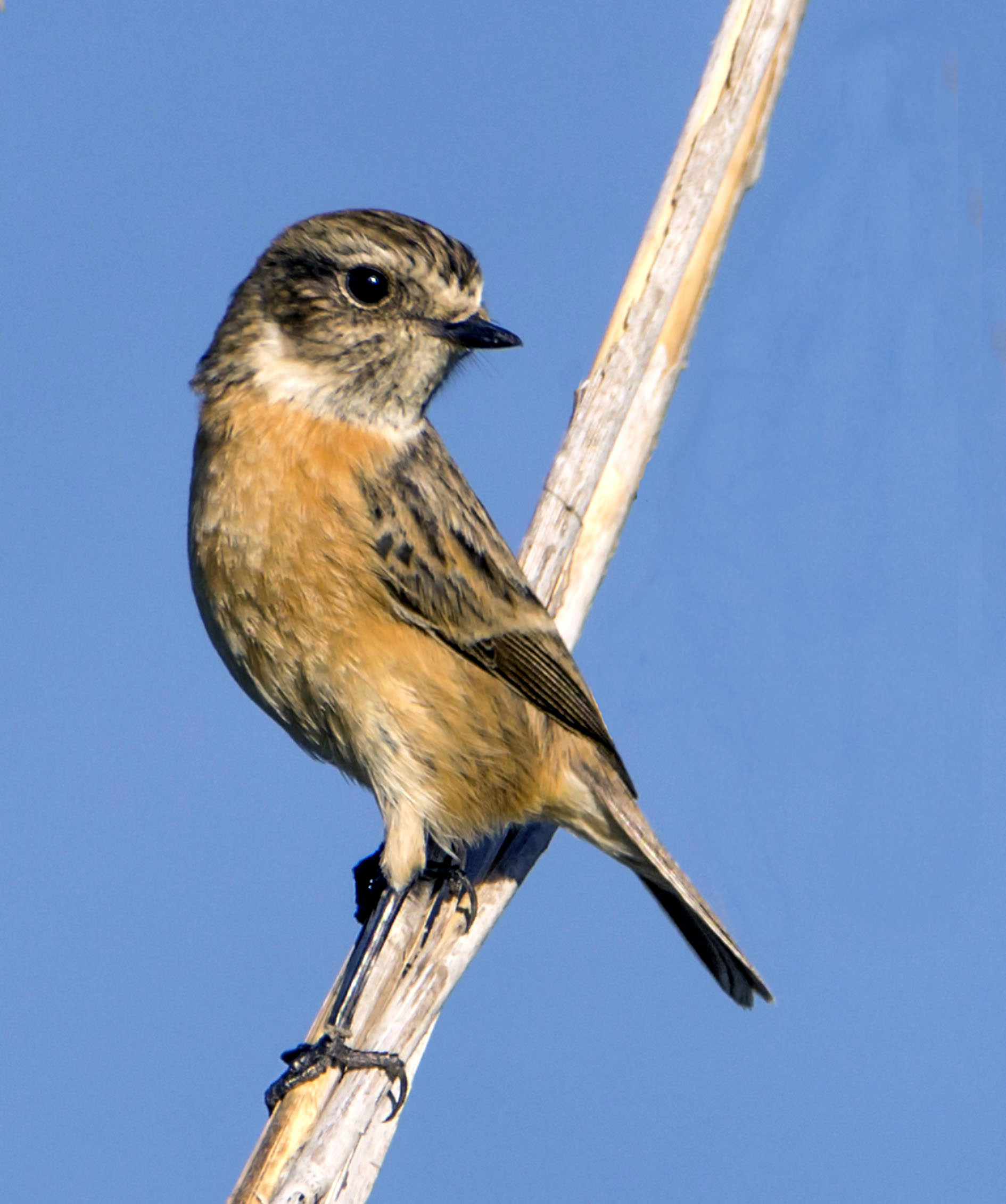 Stonechat