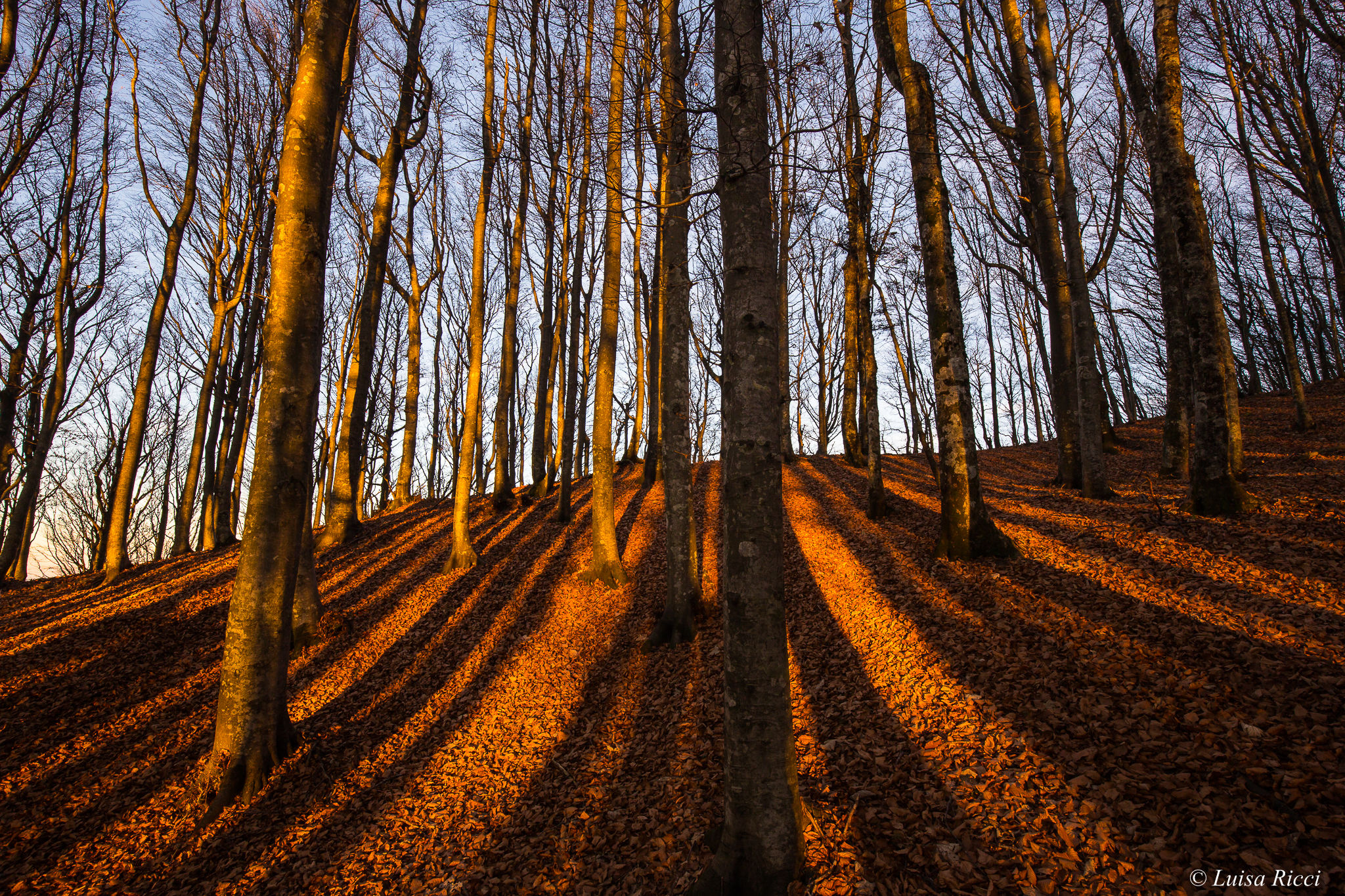 sunset between the beeches