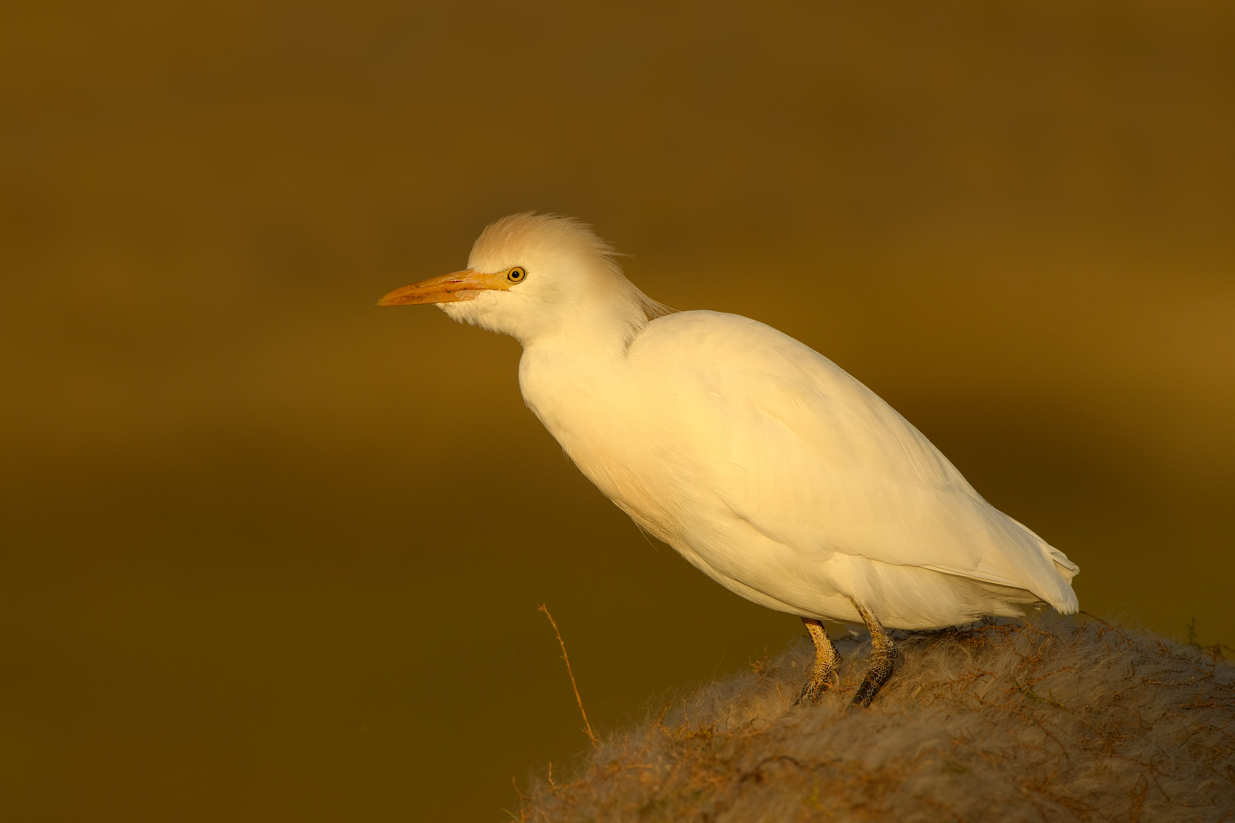 guardabuoi al tramonto