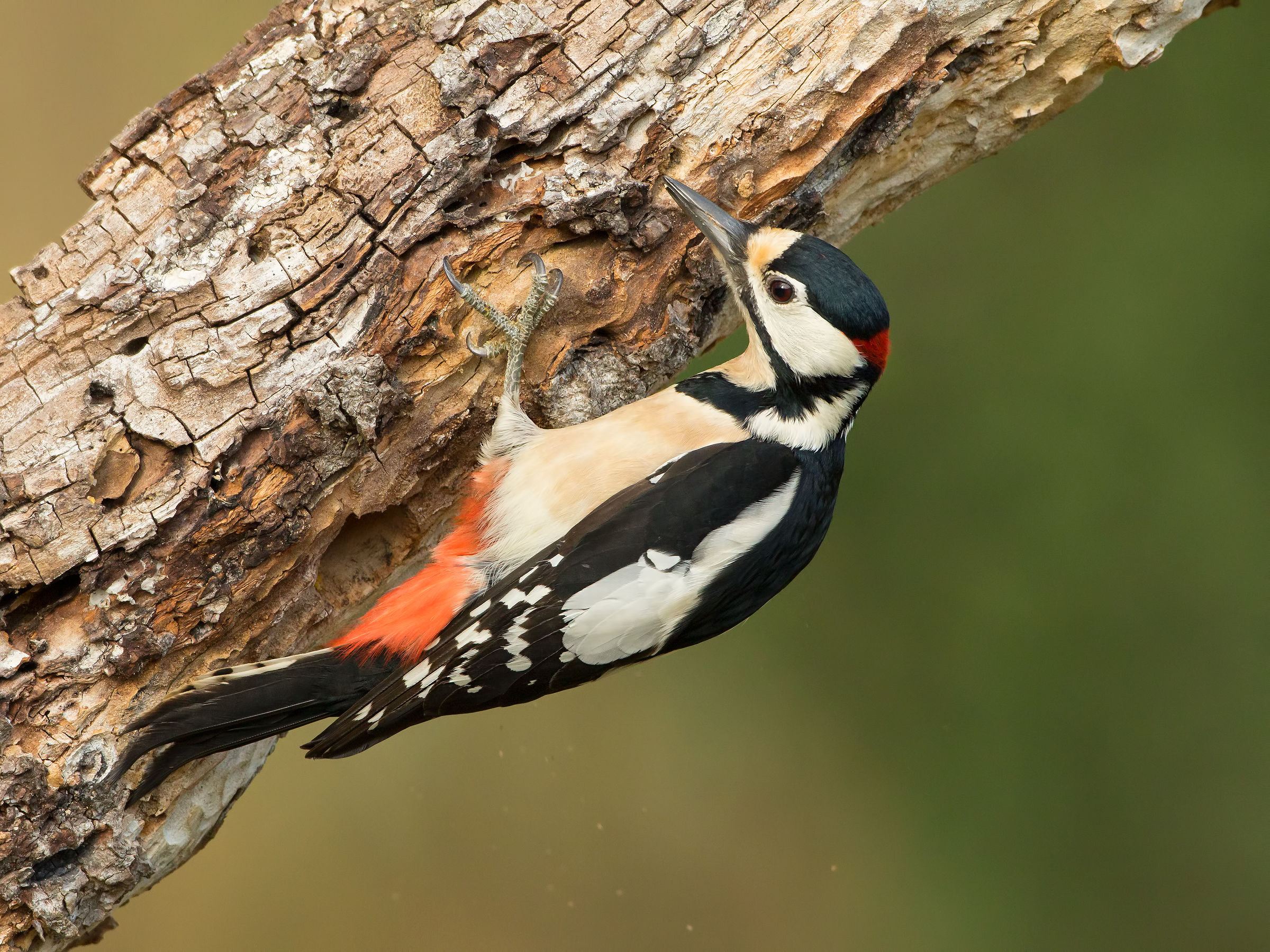 woodpecker