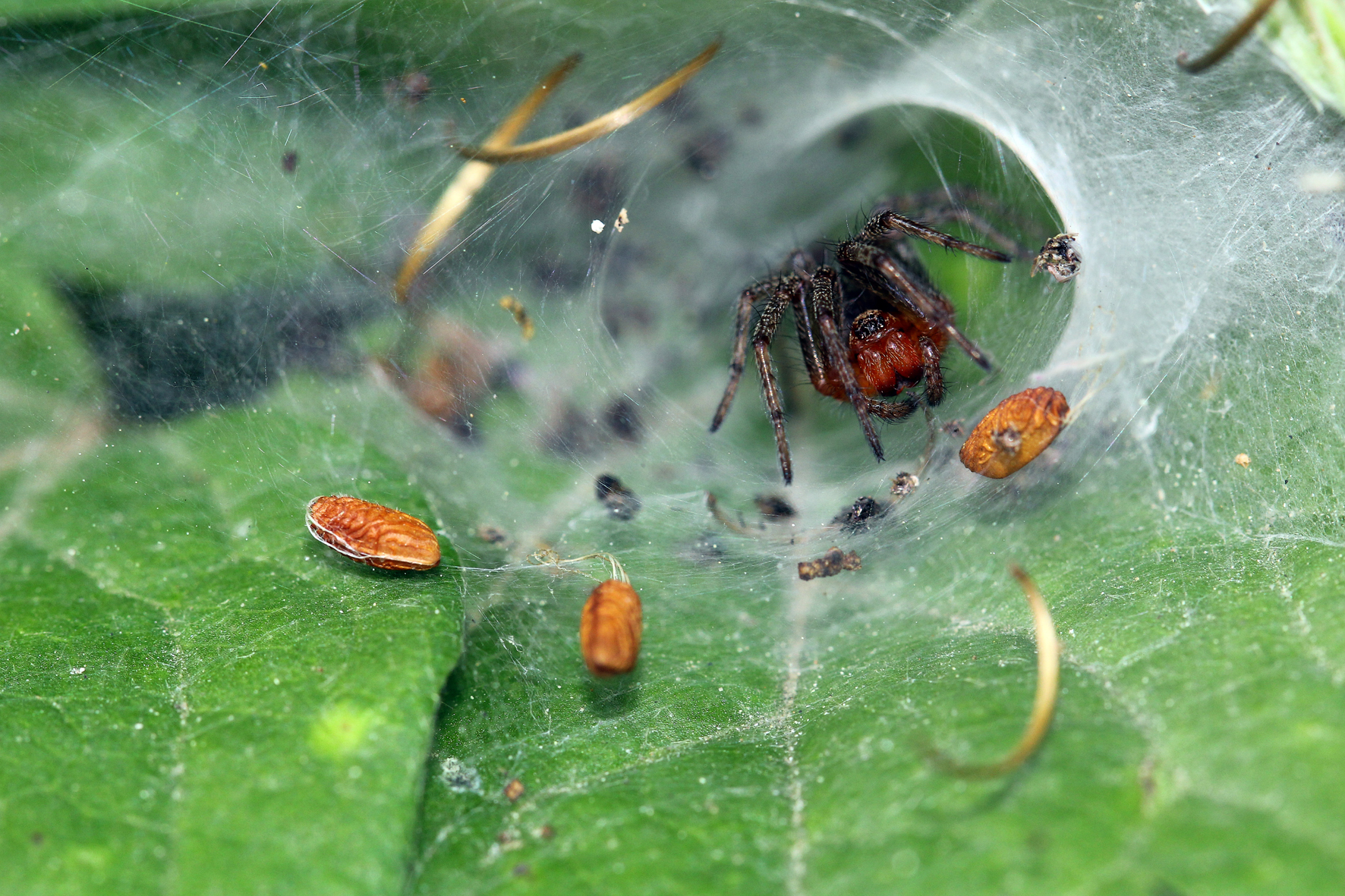 Vuoi entrare per un caffè ?
