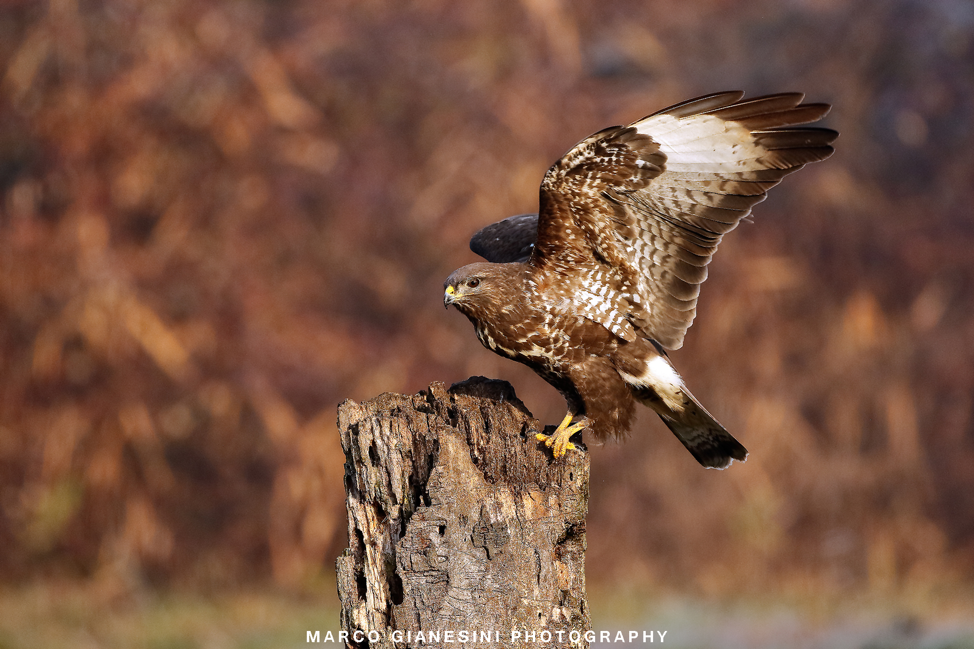 Buzzard