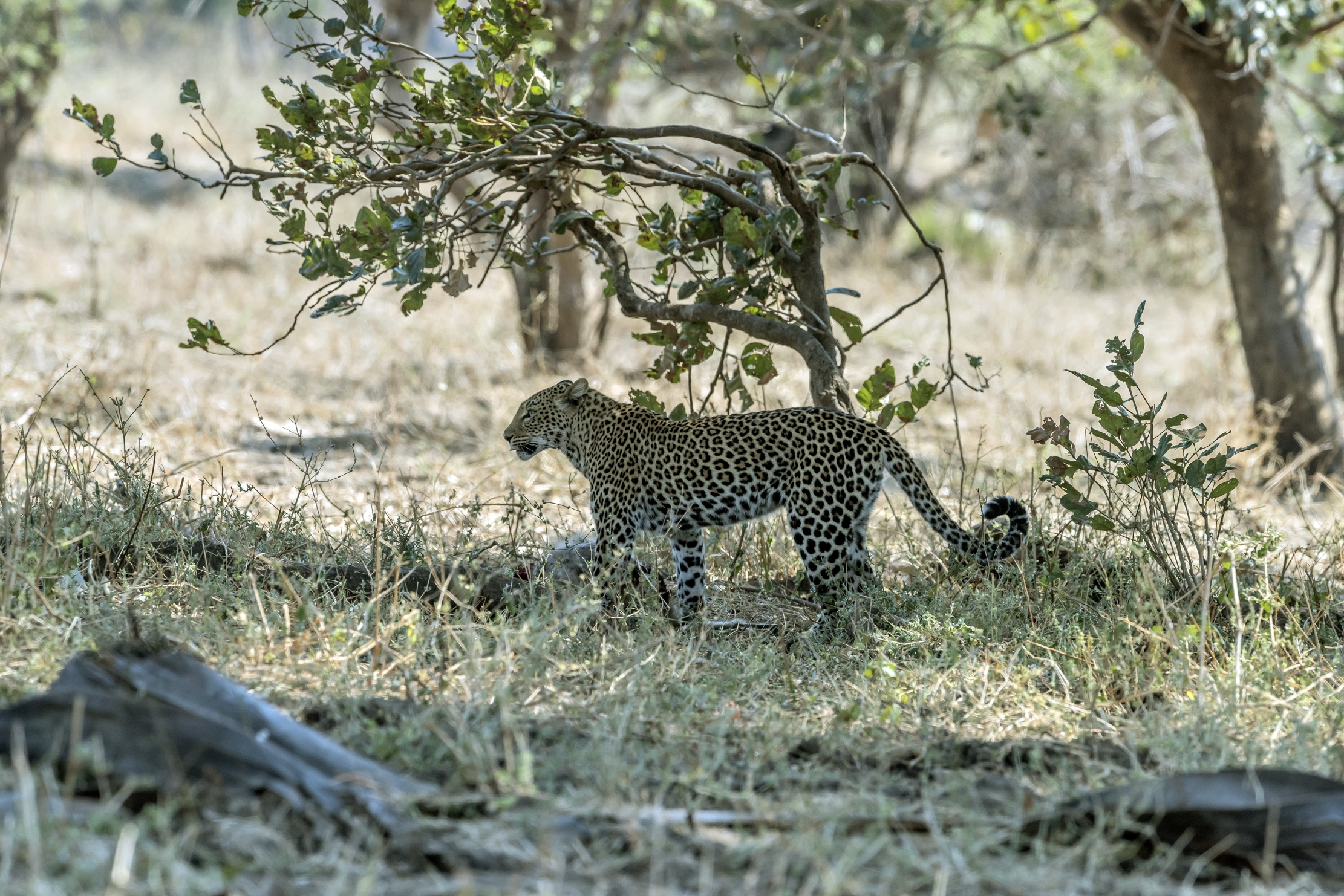 Zambia 2015 - Leopard