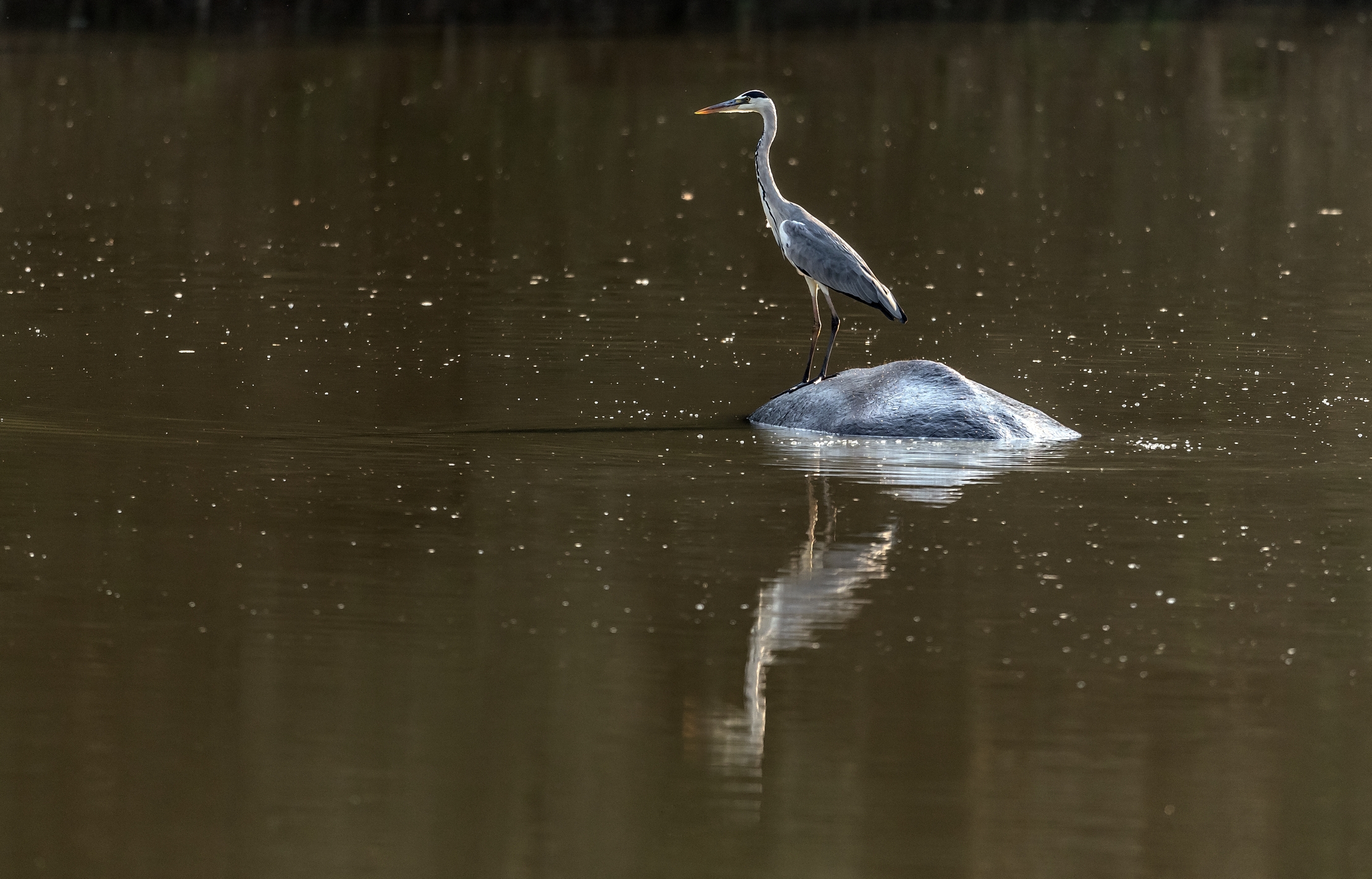 Zimbabwe 2015 - L'airone sopra l'ippo