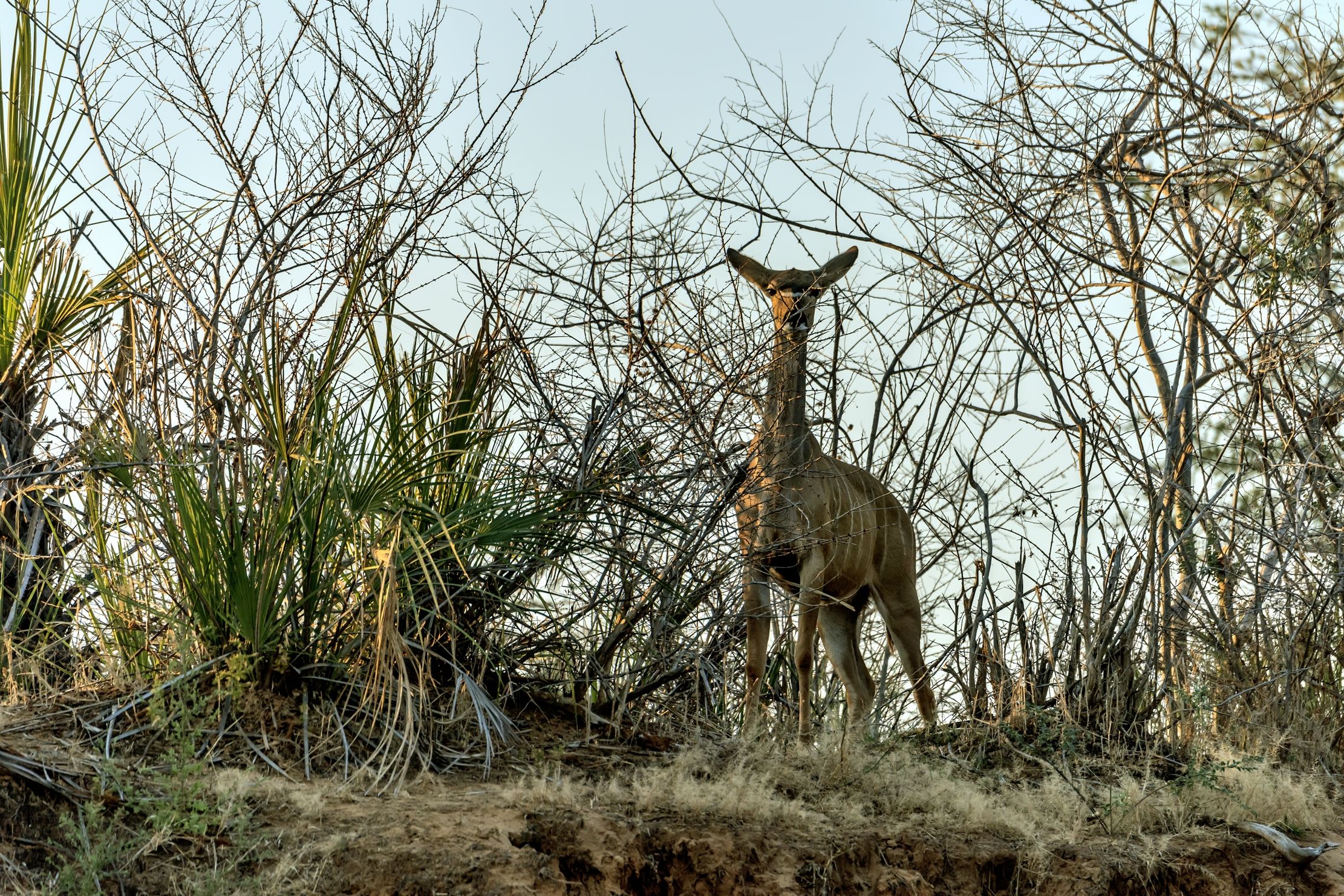 Zambia 2015 - La sbirciata del Kudu