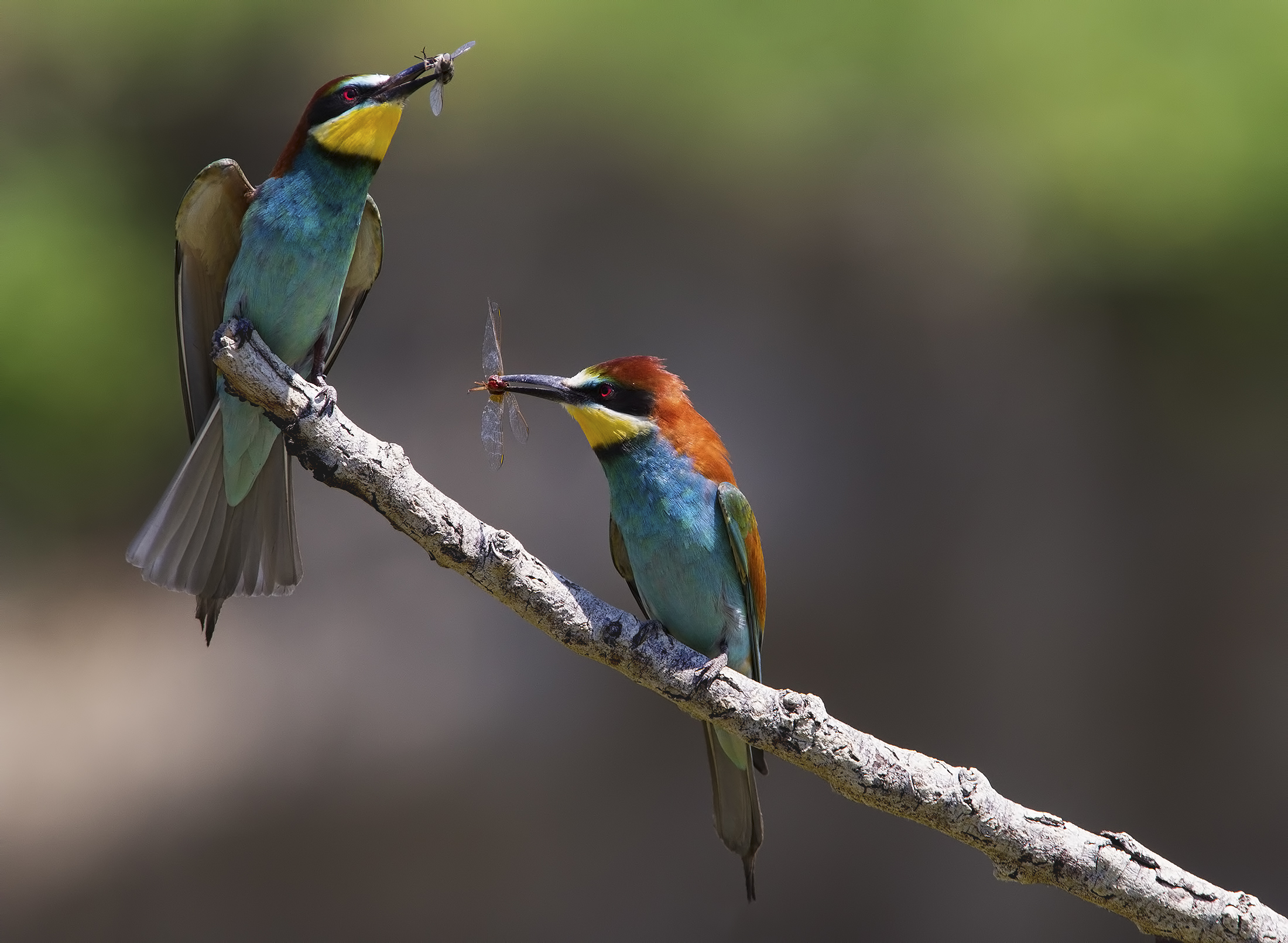 grucioni ...prede diverse ....