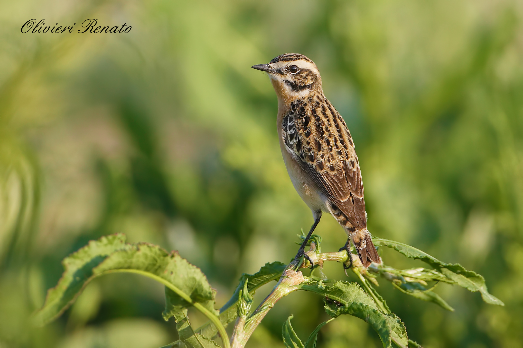 Stiaccino   (Saxicola rubetra)