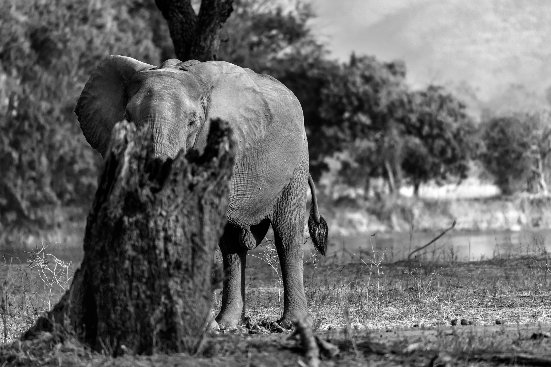 Zimbabwe 2015 - Dietro il tronco B&W
