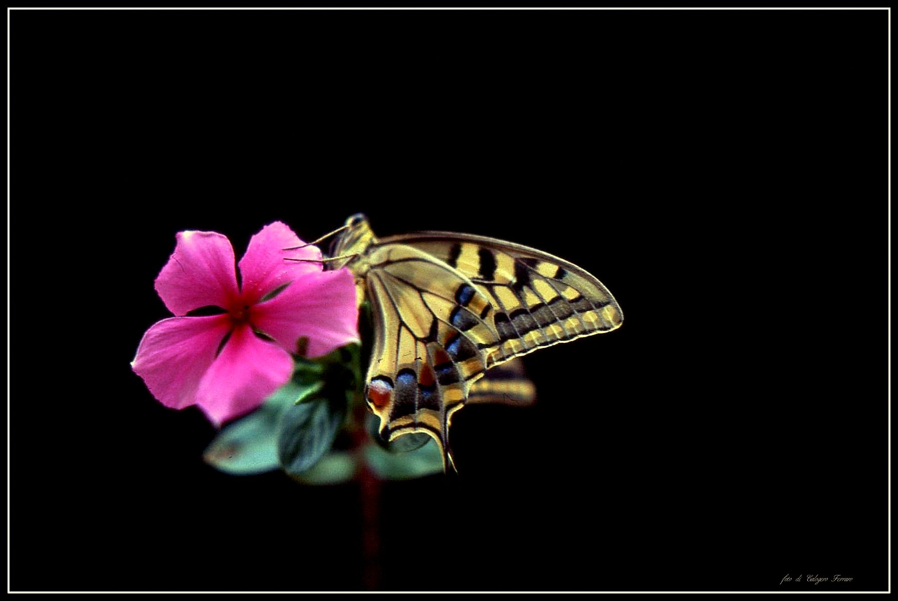 Macaone Santa Veronica