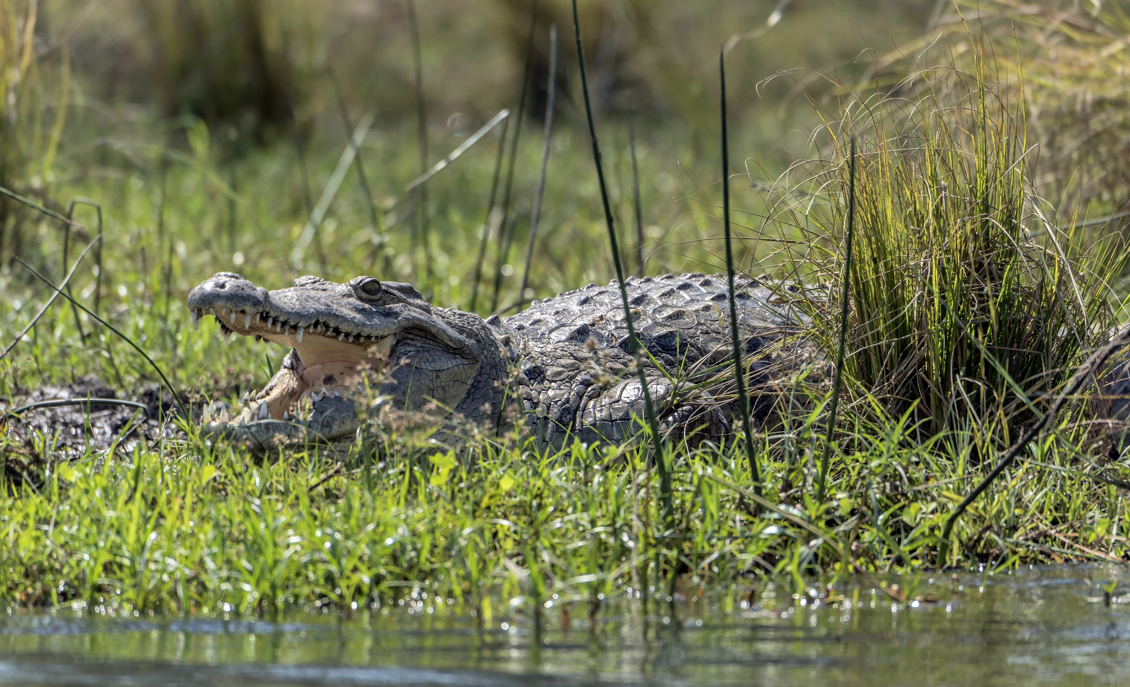 Zambia 2015 -  Cocco