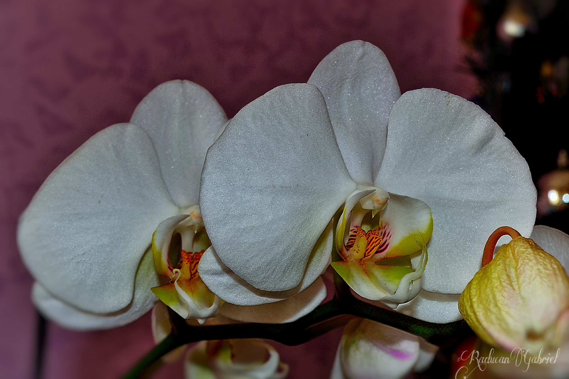 Orchidee...