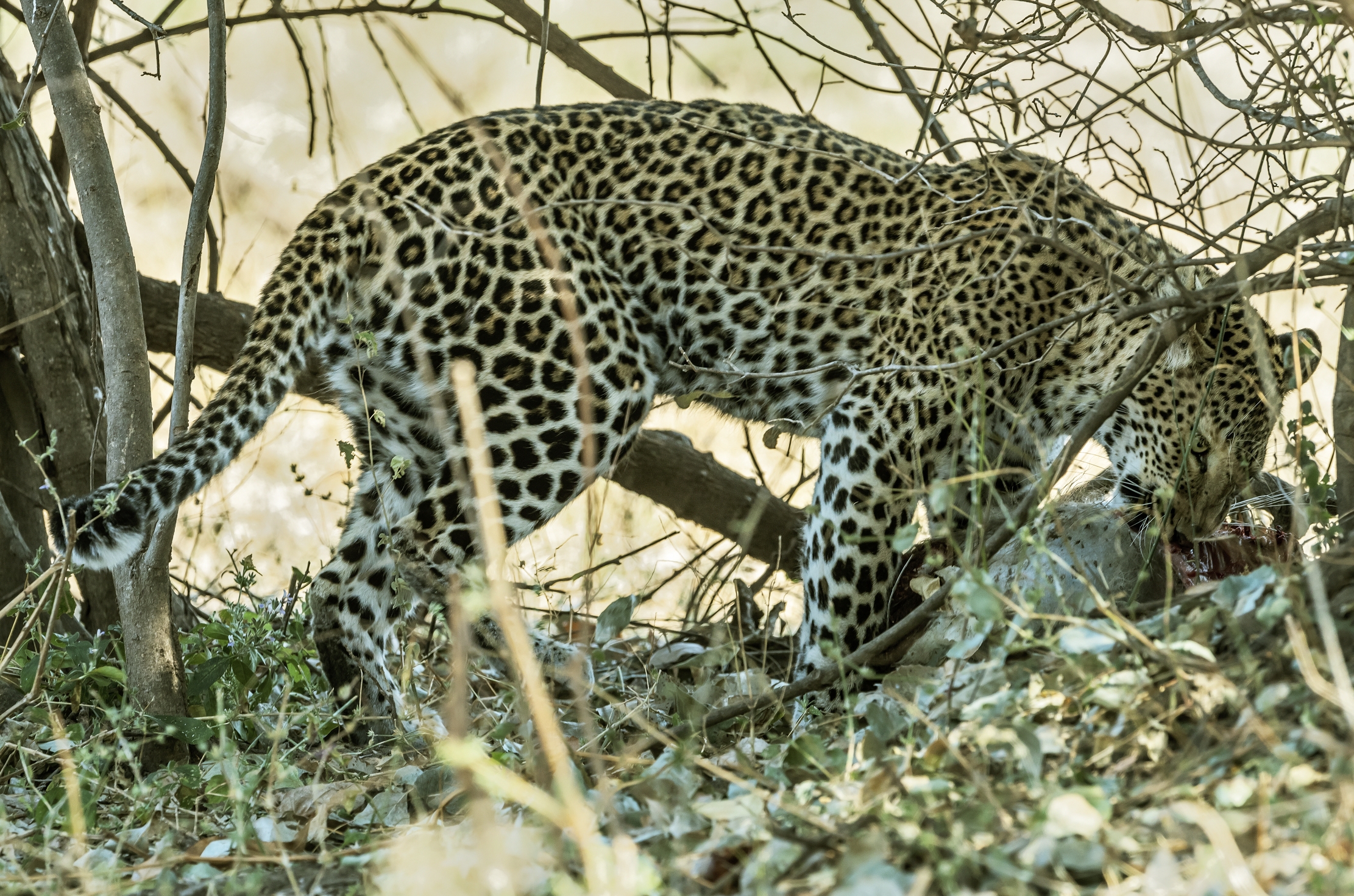 Zambia 2015 - Leopard