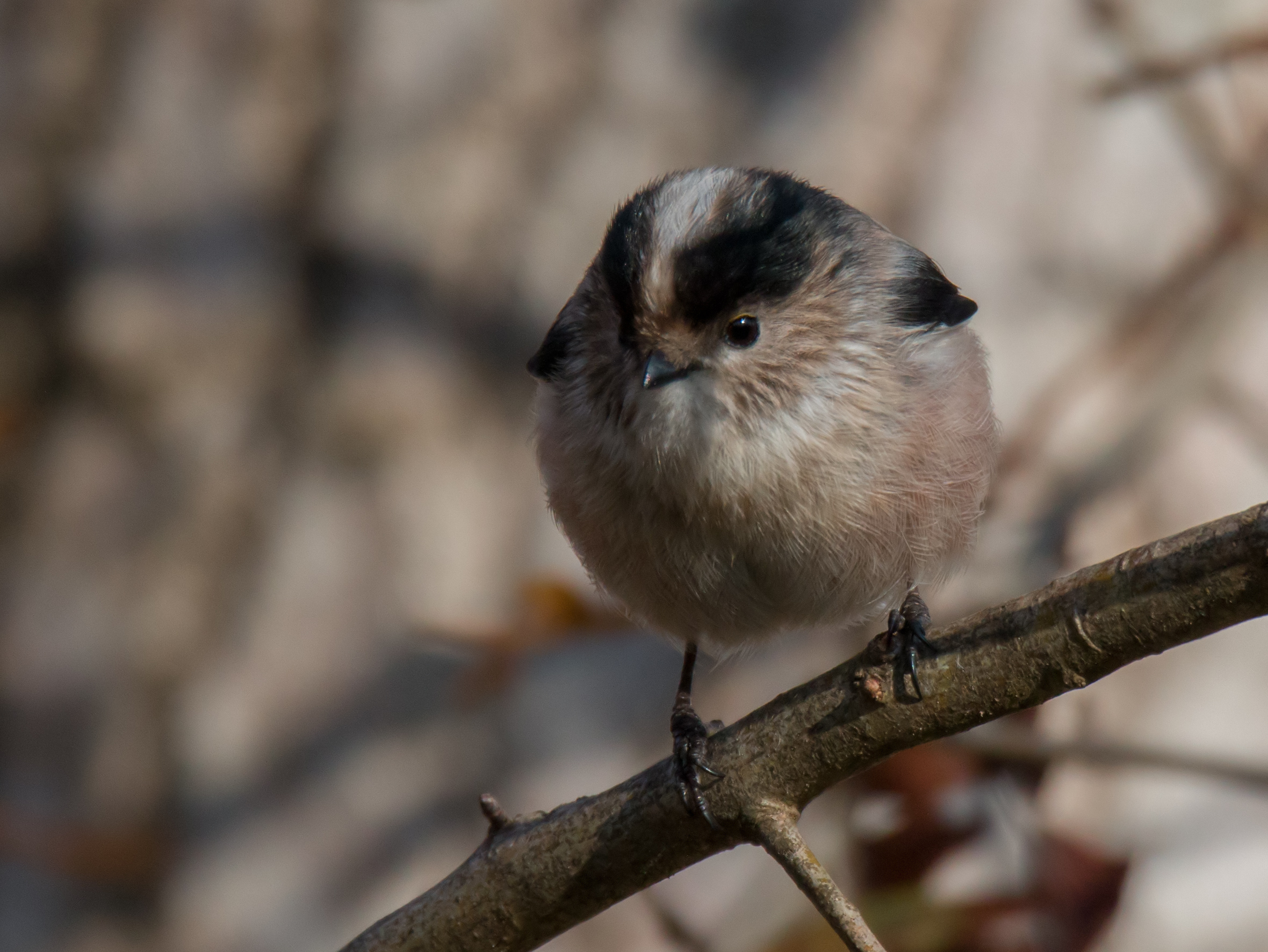 The goblin of the woods