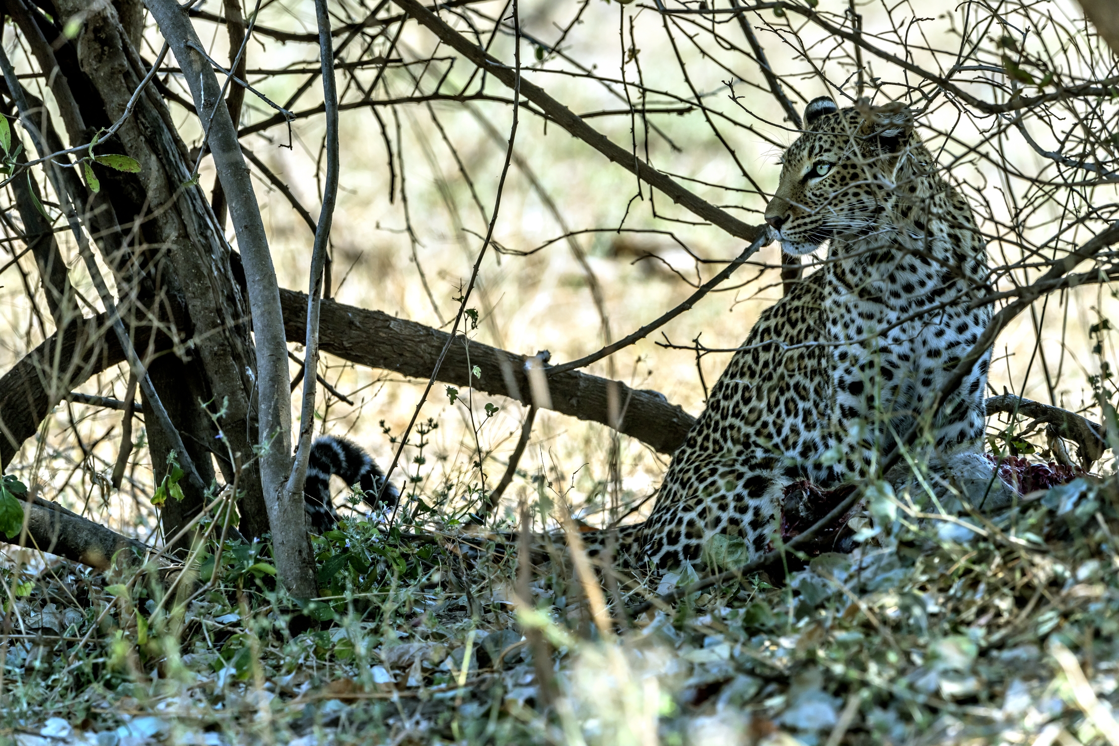 Zambia 2015 - Leopard