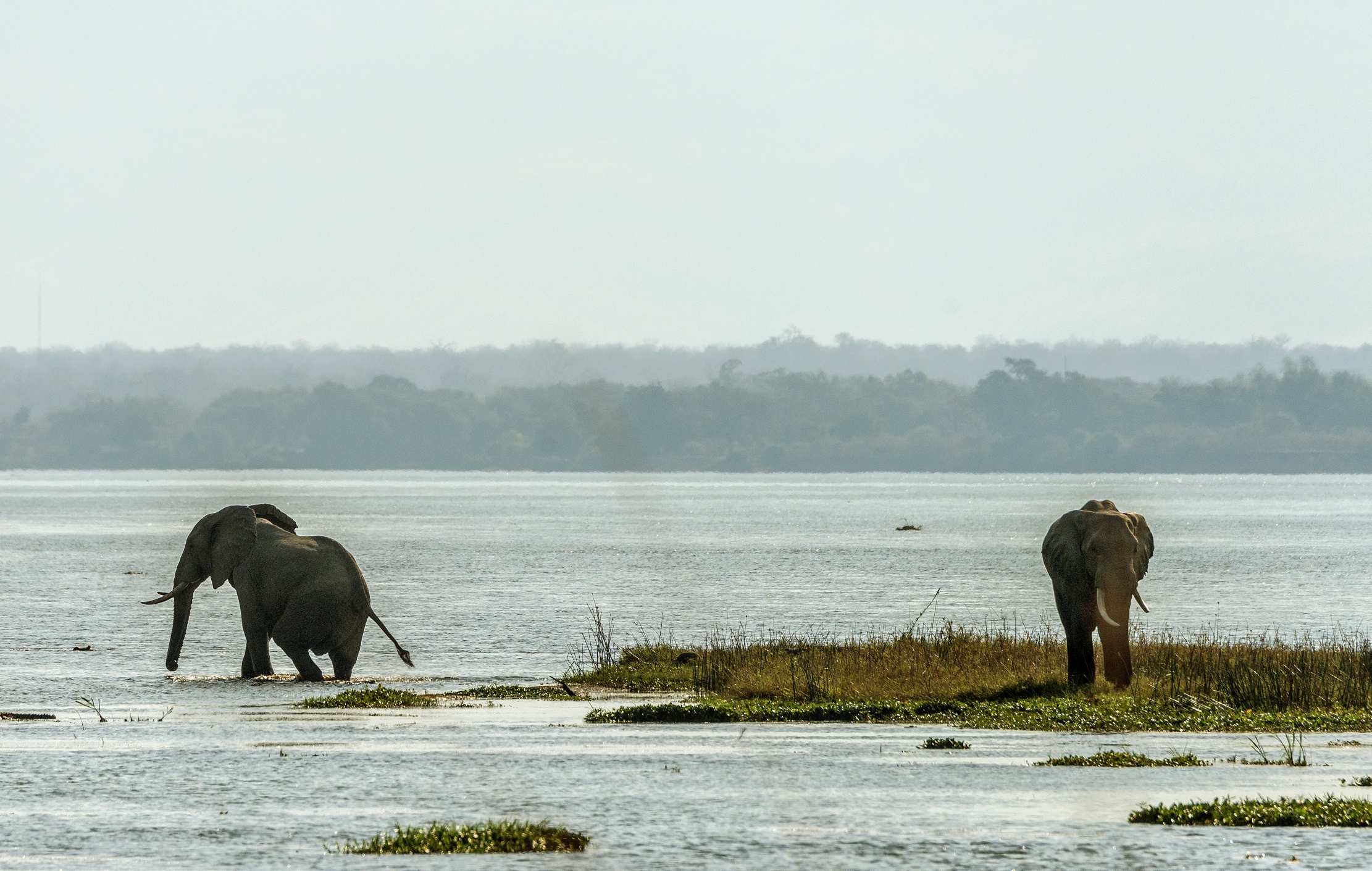 Zimbabwe 2015 - Sullo Zambesi