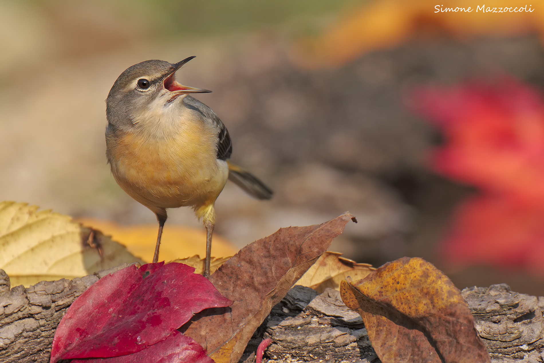 Wagtail autumn
