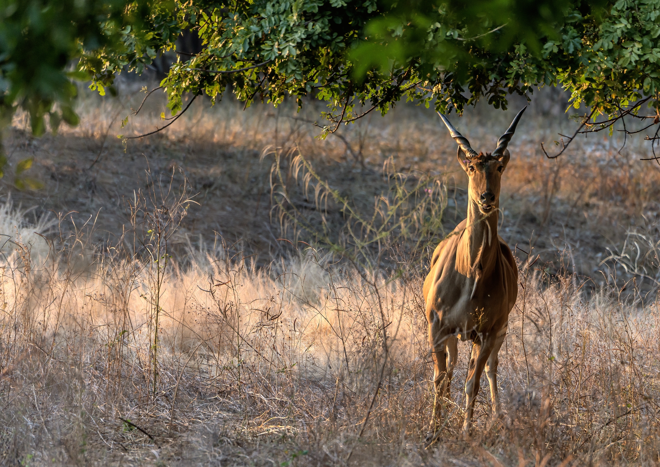 Zimbabwe 2015 - Eland